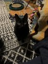 Olive photo 4