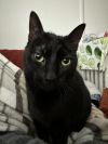 Olive photo 5