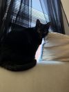 Olive photo 6