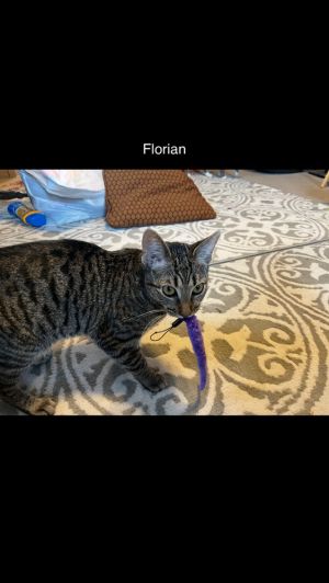 Florian, Baby Female Domestic Short Hair