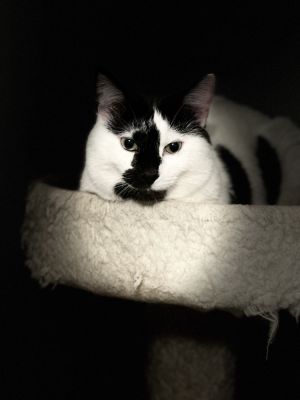 Mr. Cow, Adult Male Domestic Short Hair