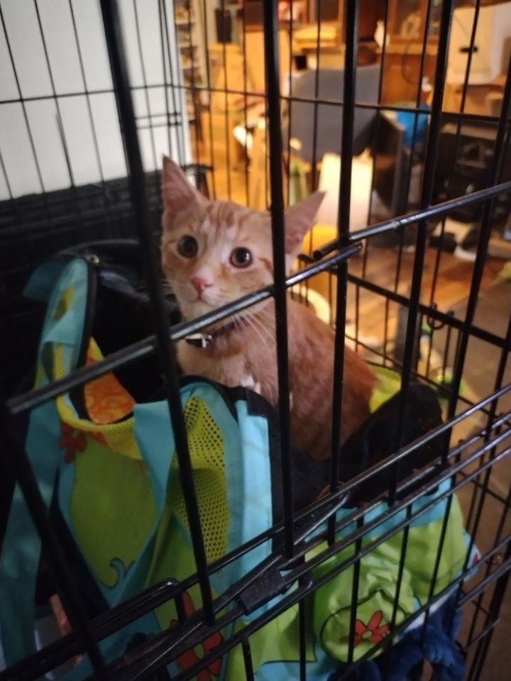 Cat For Adoption - Jiffy, A Domestic Short Hair In Oak Park, Mi 