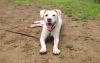 Micah - 24033 photo 2