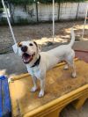 Micah - 24033 photo 4