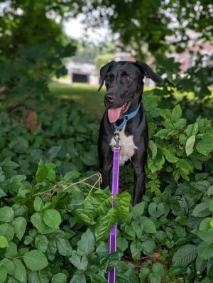 Teague - 24010, Young Male Labrador Retriever