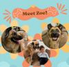 Zoe photo 1