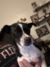 Dottie photo 2