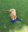 Fauna (Iowa) photo 4
