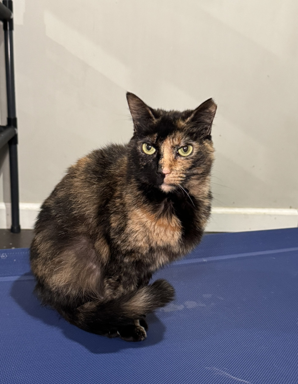 Lucy, an adoptable Domestic Short Hair in Pinson, AL, 35126 | Photo Image 1