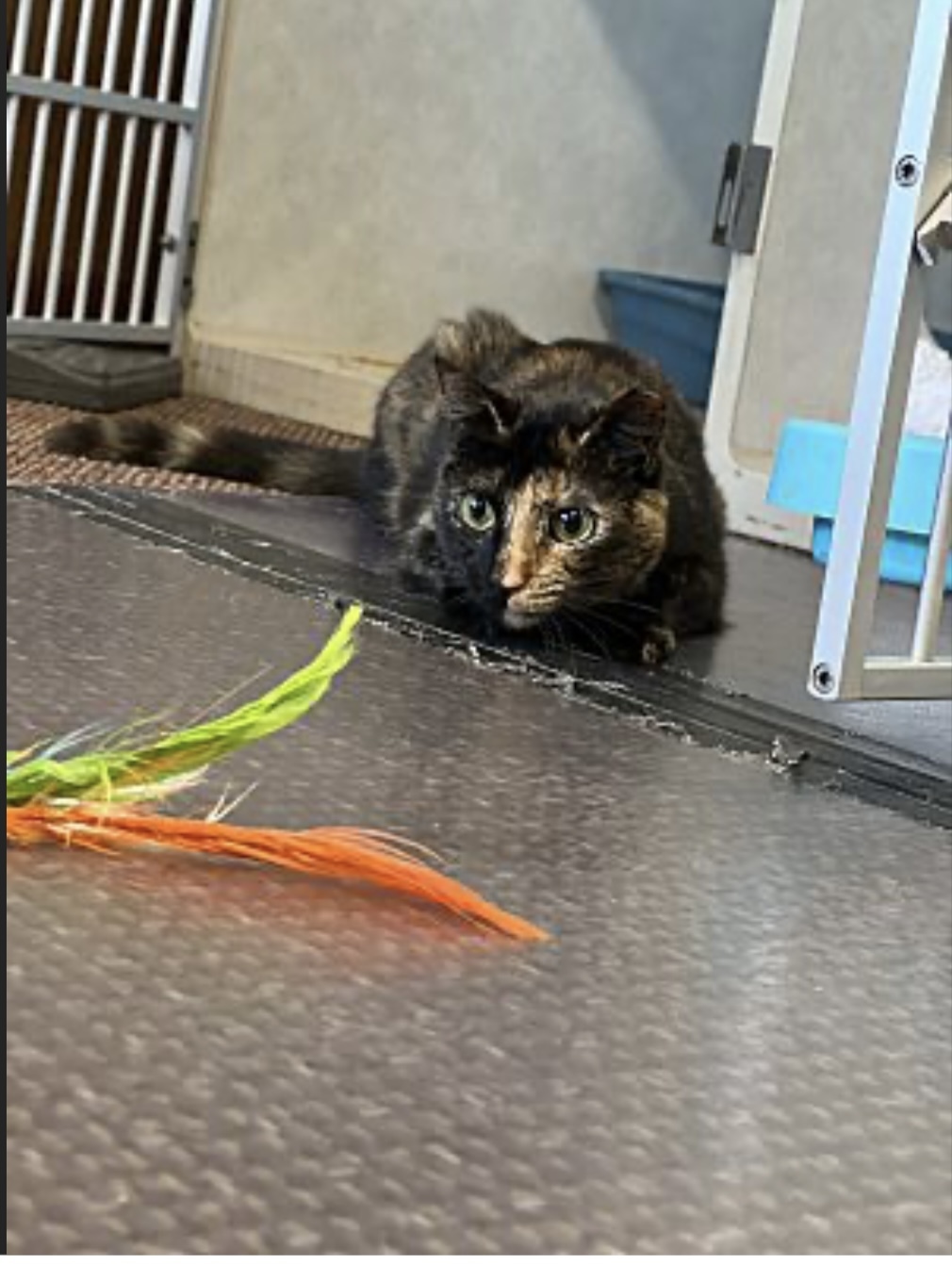 Lucy, an adoptable Domestic Short Hair in Pinson, AL, 35126 | Photo Image 2