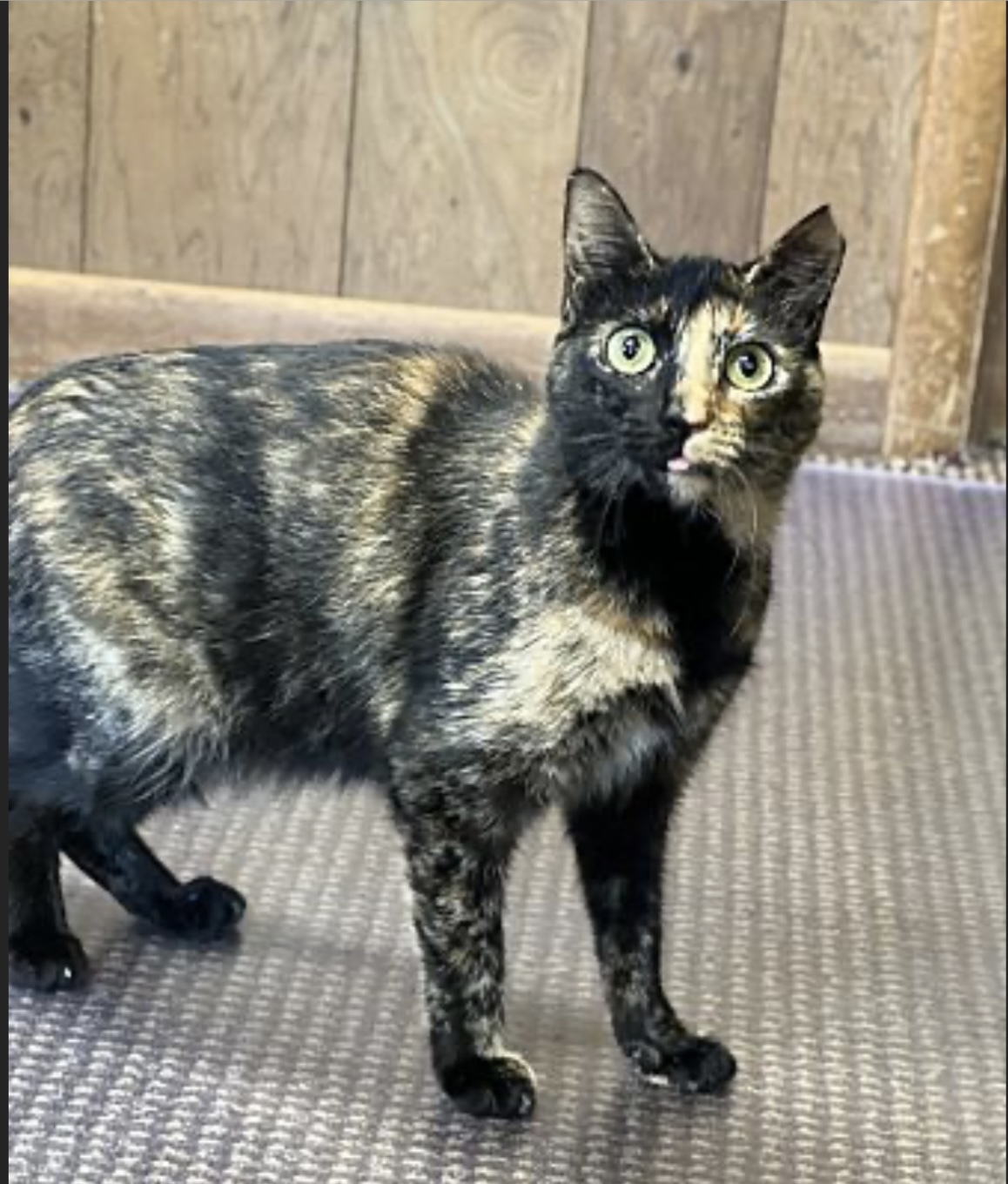 Lucy, an adoptable Domestic Short Hair in Pinson, AL, 35126 | Photo Image 3