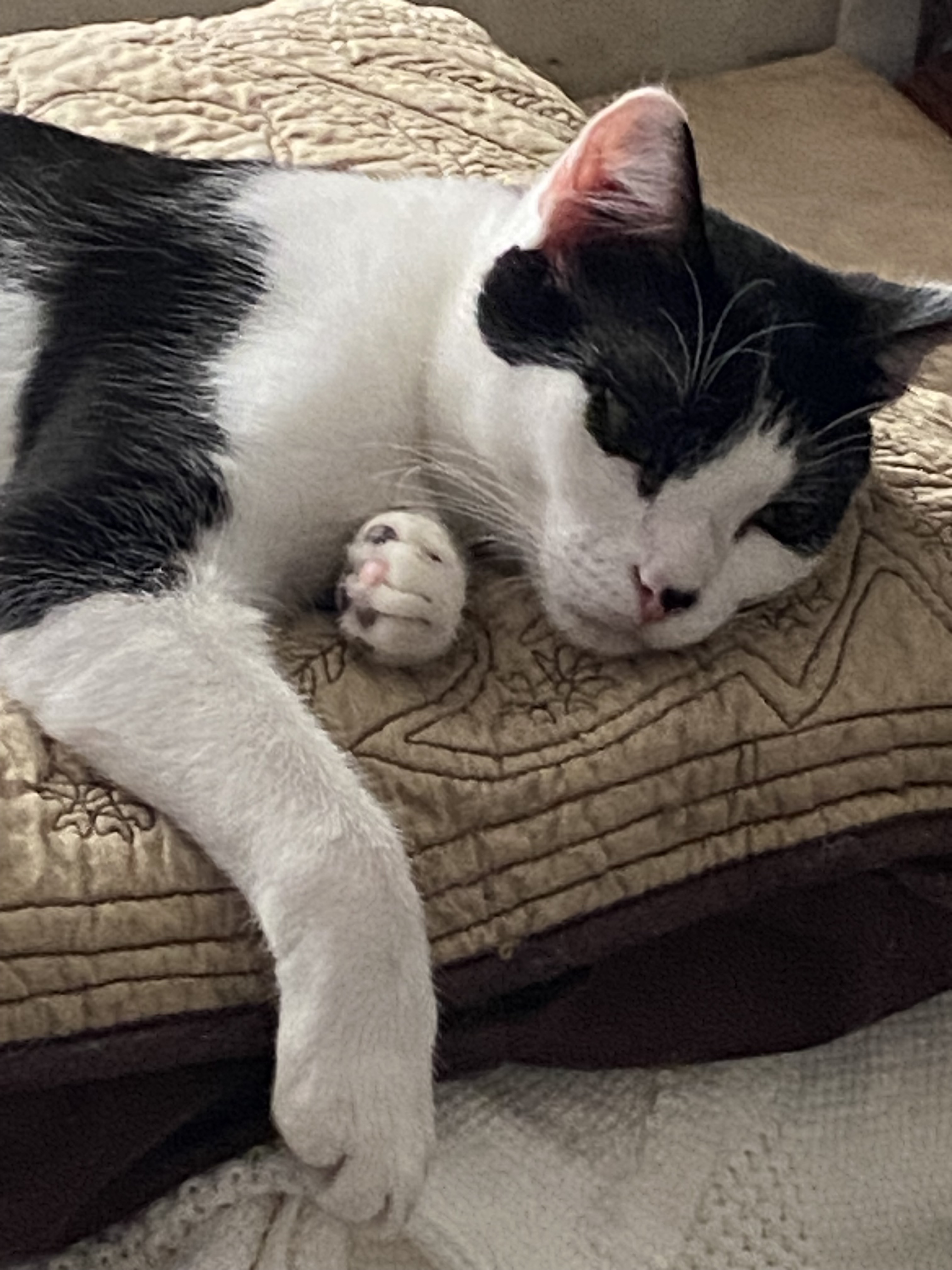 Isaac, an adoptable Domestic Short Hair in Pinson, AL, 35126 | Photo Image 1