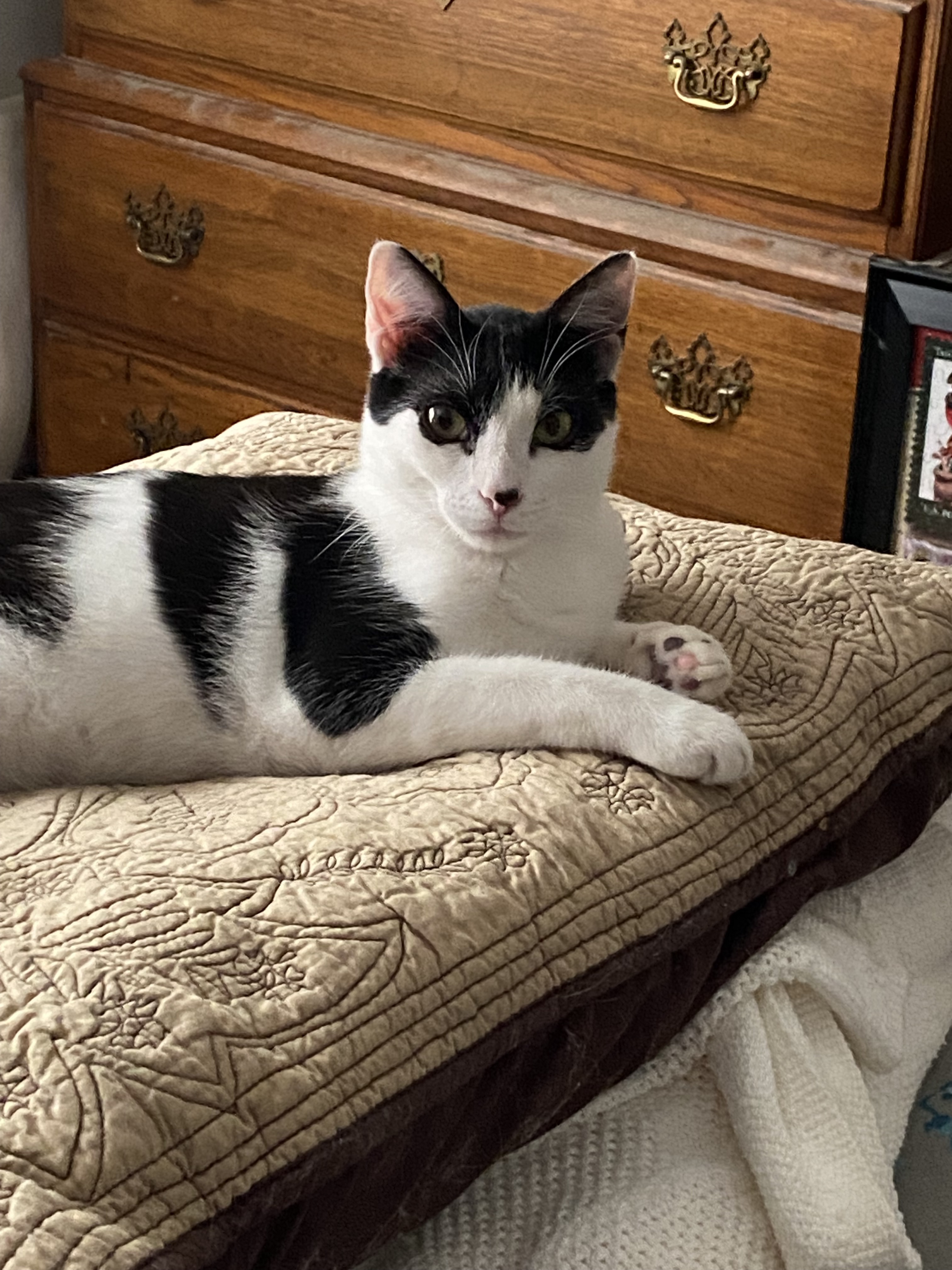 Isaac, an adoptable Domestic Short Hair in Pinson, AL, 35126 | Photo Image 2