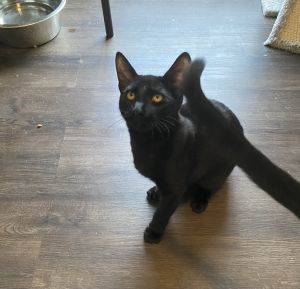 Grover, Young Male Domestic Short Hair