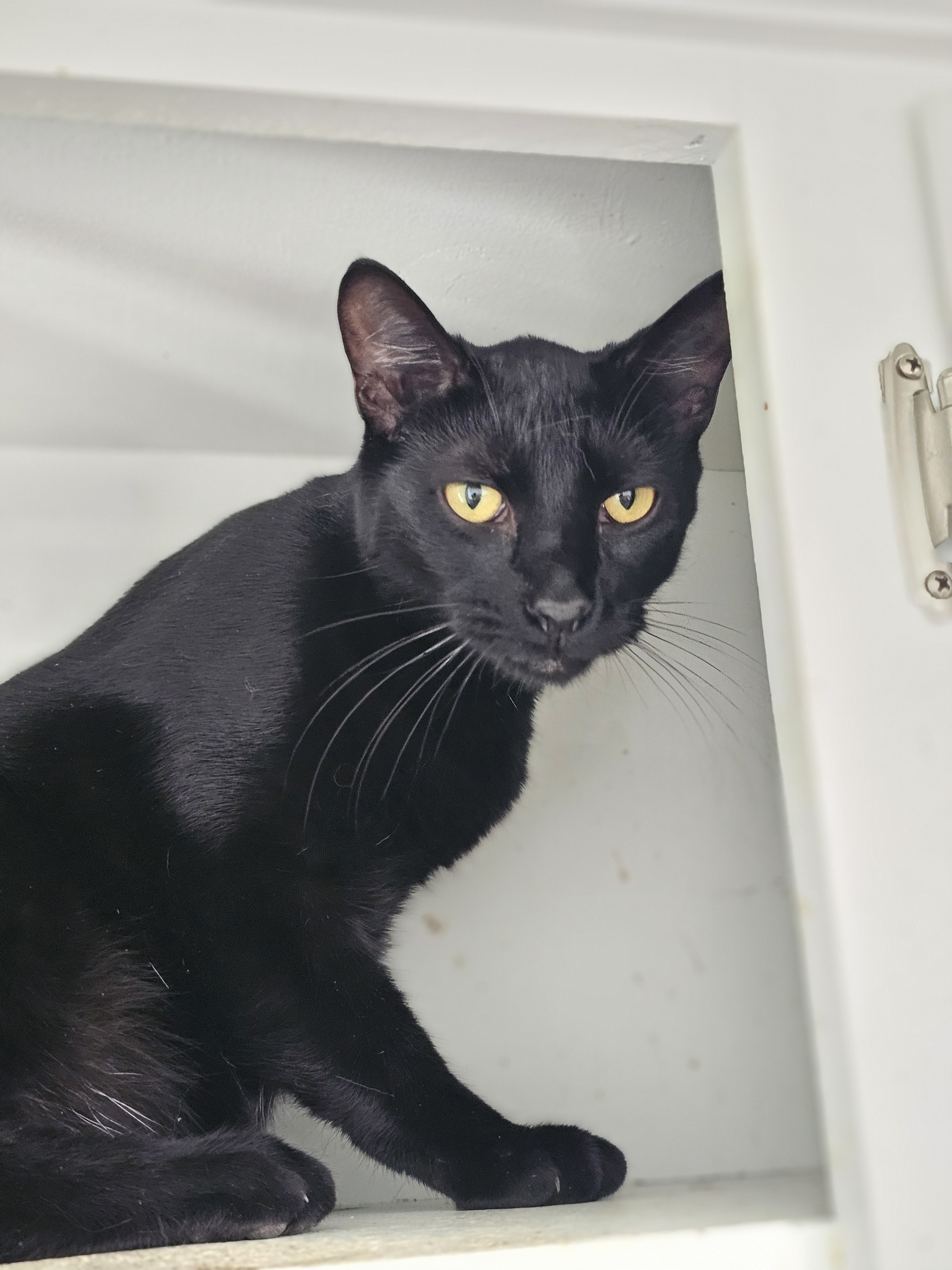 Grover, an adoptable Domestic Short Hair in Pinson, AL, 35126 | Photo Image 2