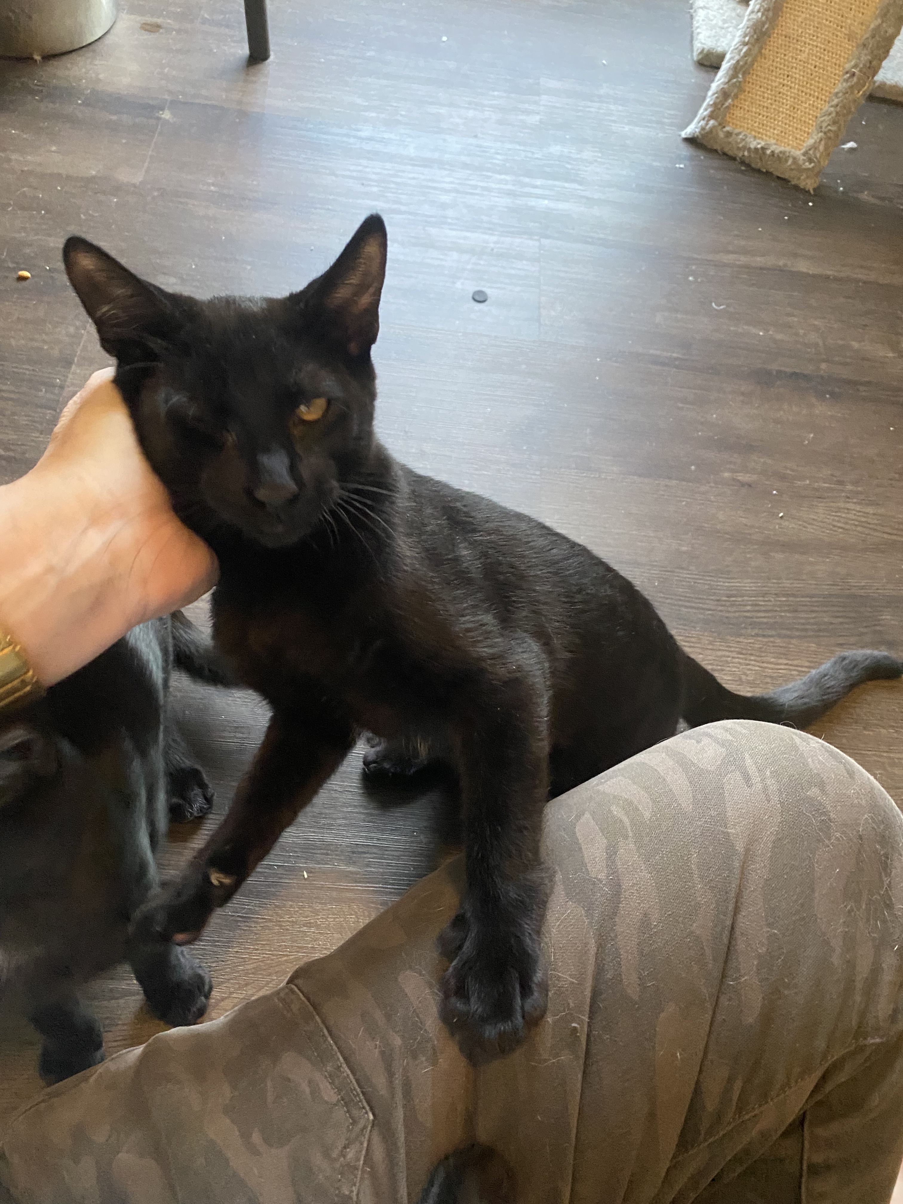 Grover, an adoptable Domestic Short Hair in Pinson, AL, 35126 | Photo Image 3