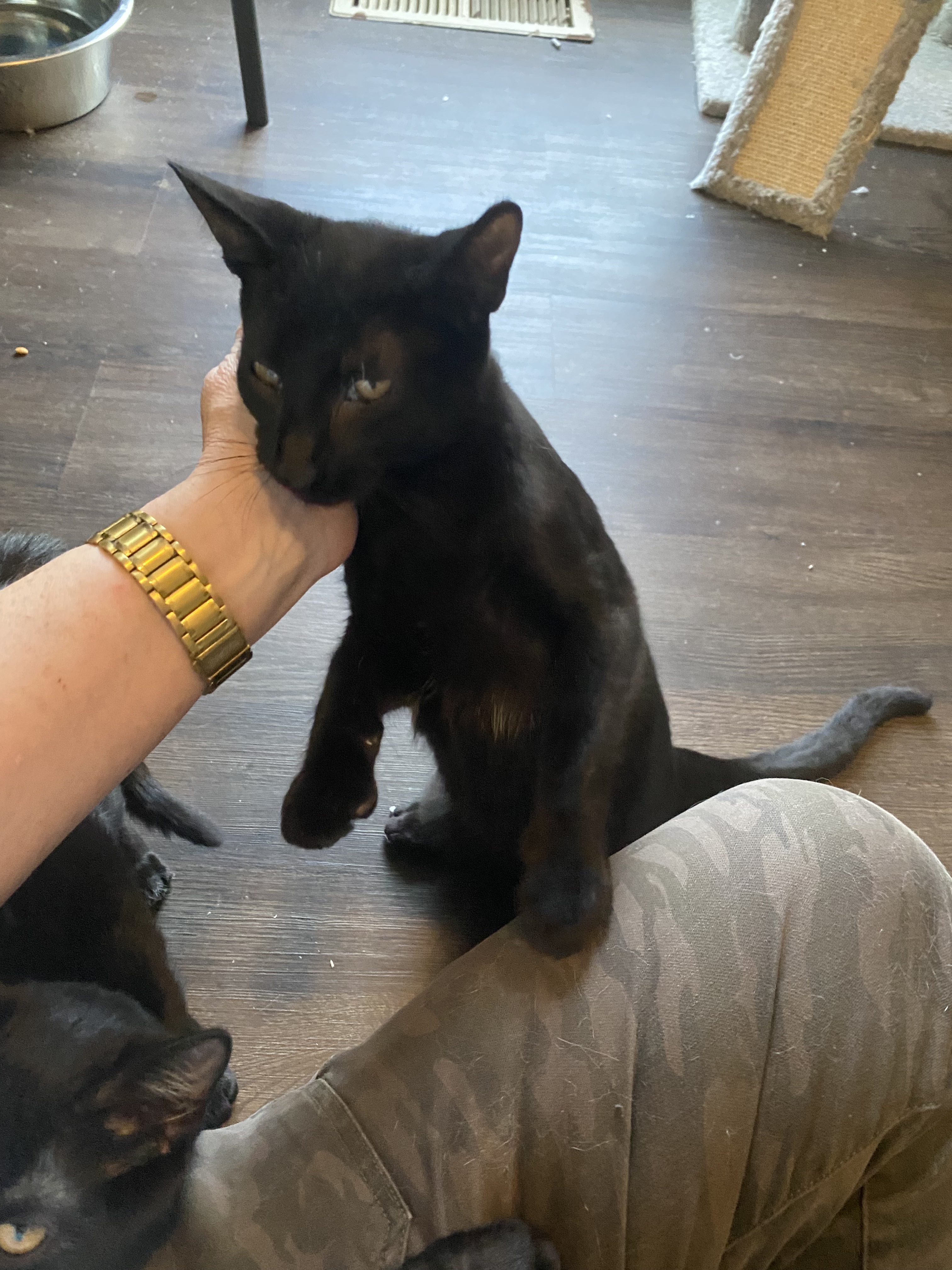 Grover, an adoptable Domestic Short Hair in Pinson, AL, 35126 | Photo Image 4