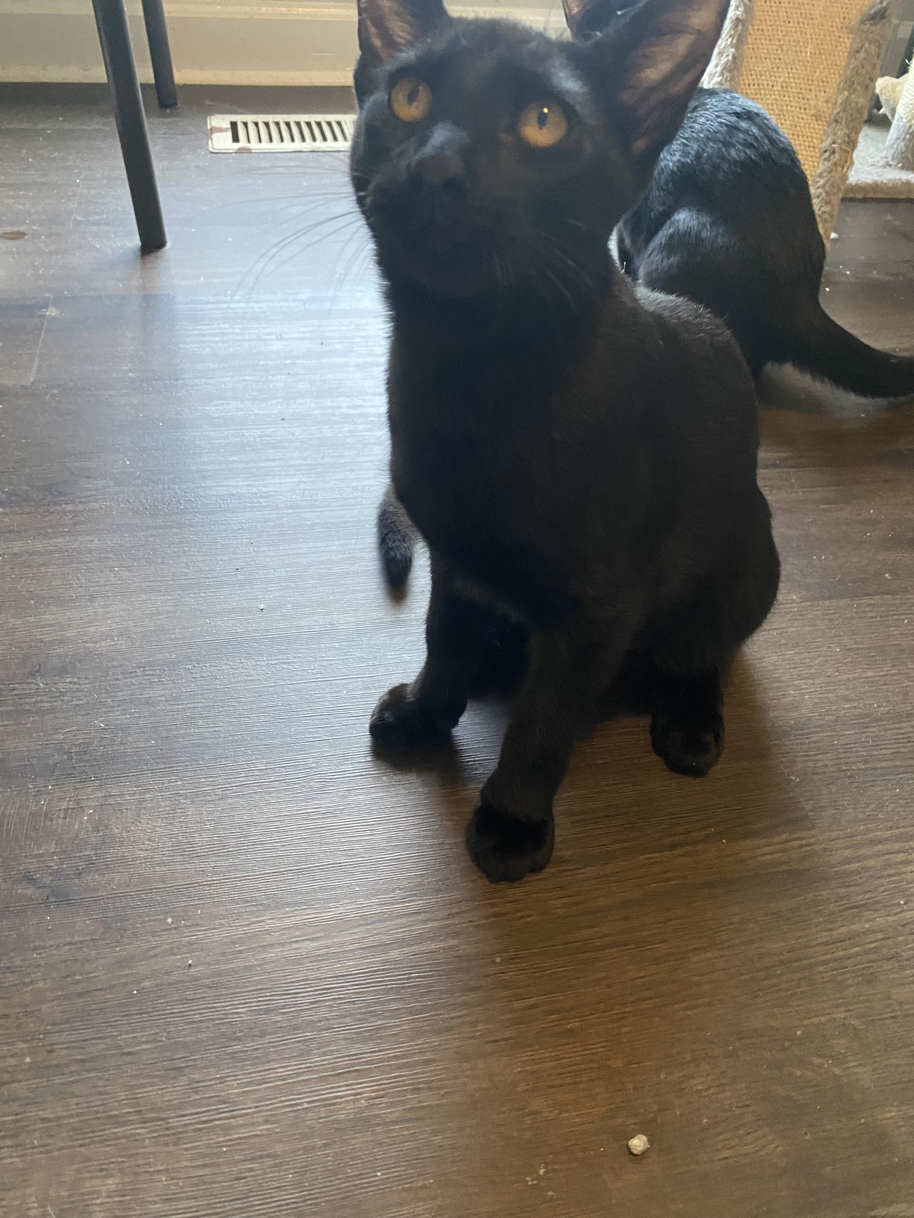 Grover, an adoptable Domestic Short Hair in Pinson, AL, 35126 | Photo Image 6