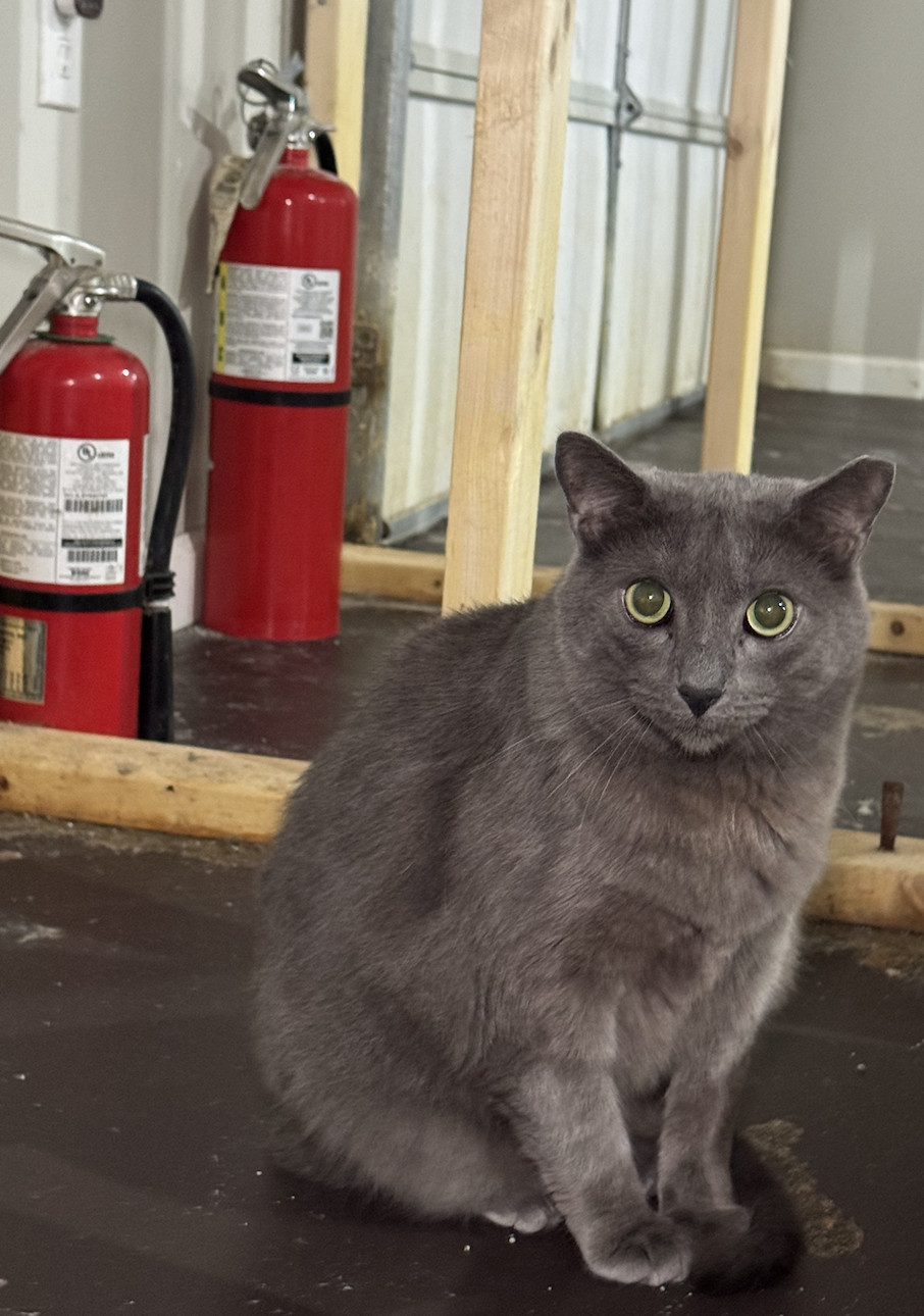 Asher, an adoptable Russian Blue in Pinson, AL, 35126 | Photo Image 1