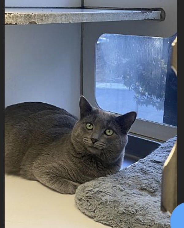 Asher, an adoptable Russian Blue in Pinson, AL, 35126 | Photo Image 2