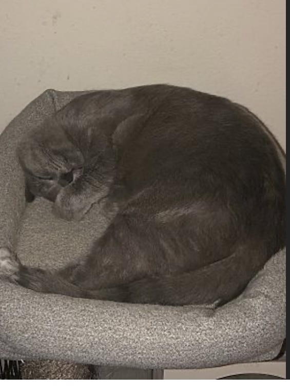 Asher, an adoptable Russian Blue in Pinson, AL, 35126 | Photo Image 3