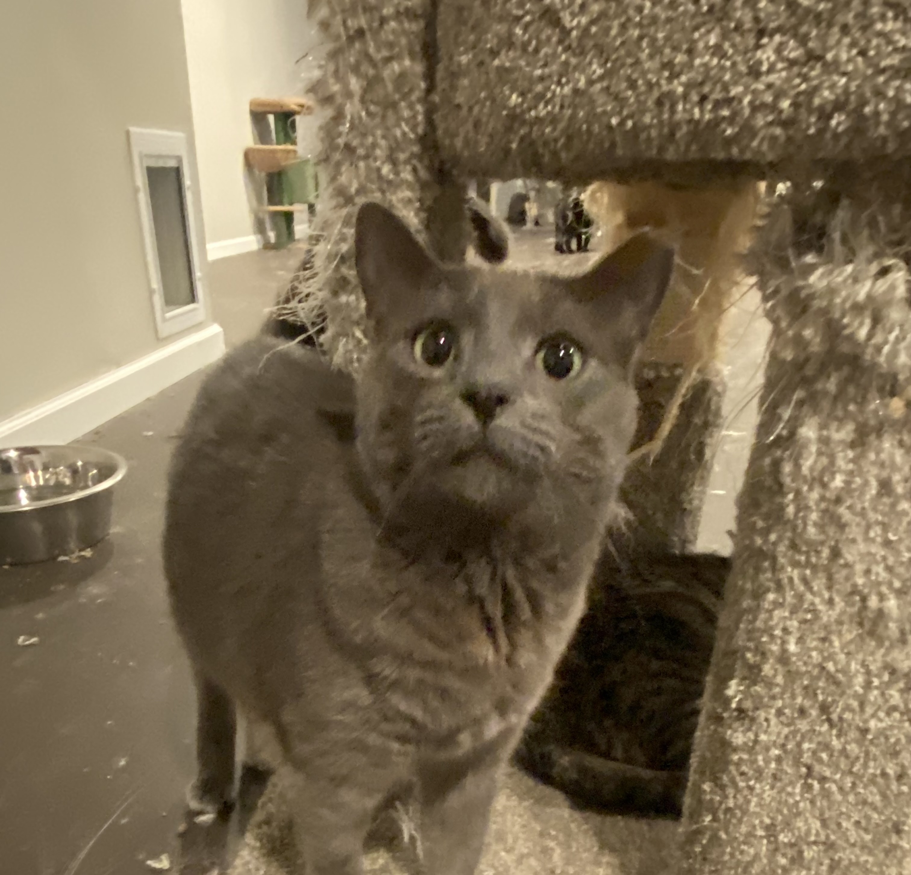 Asher, an adoptable Russian Blue in Pinson, AL, 35126 | Photo Image 4