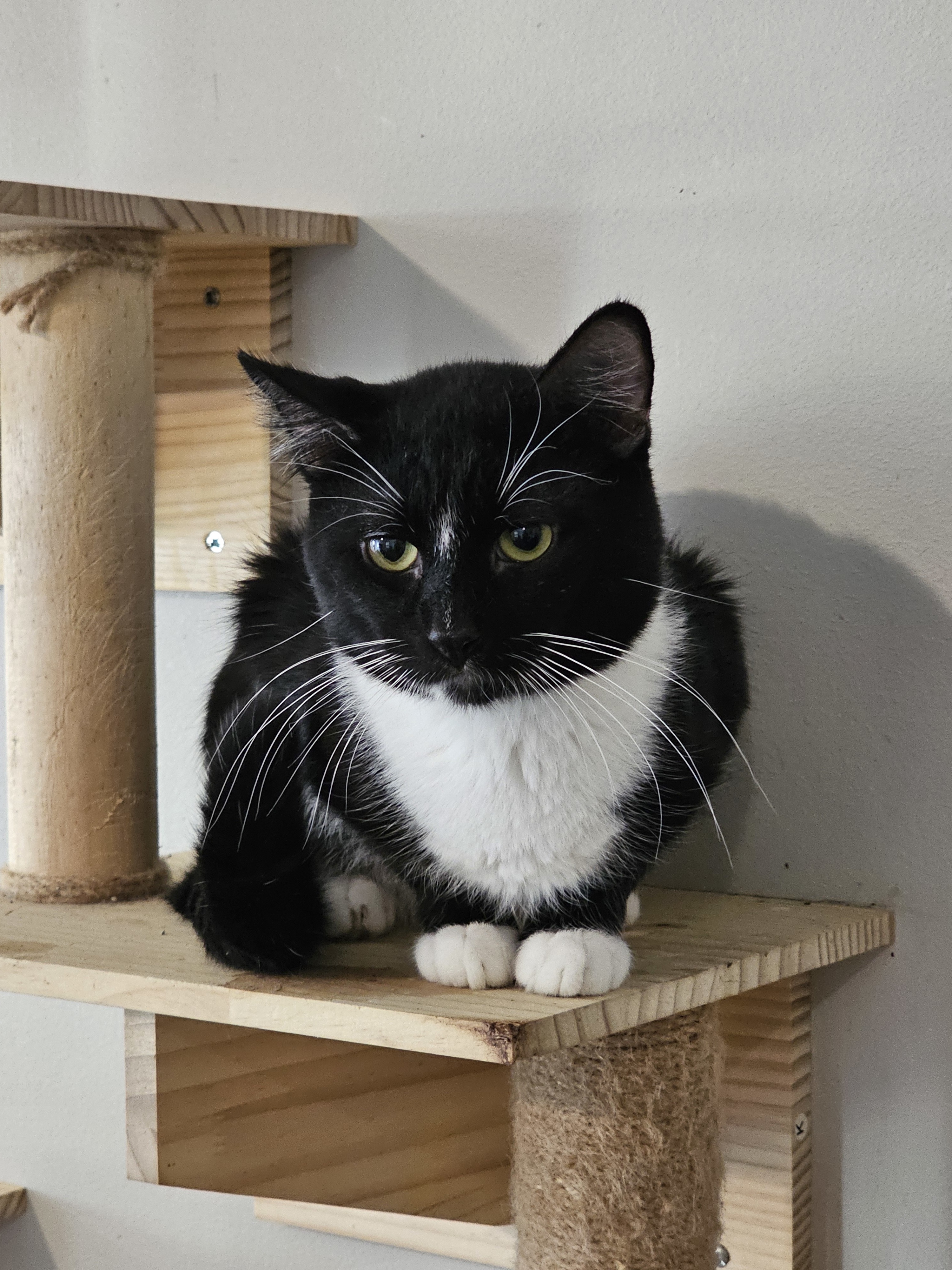 Mittie, an adoptable Domestic Short Hair in Pinson, AL, 35126 | Photo Image 1