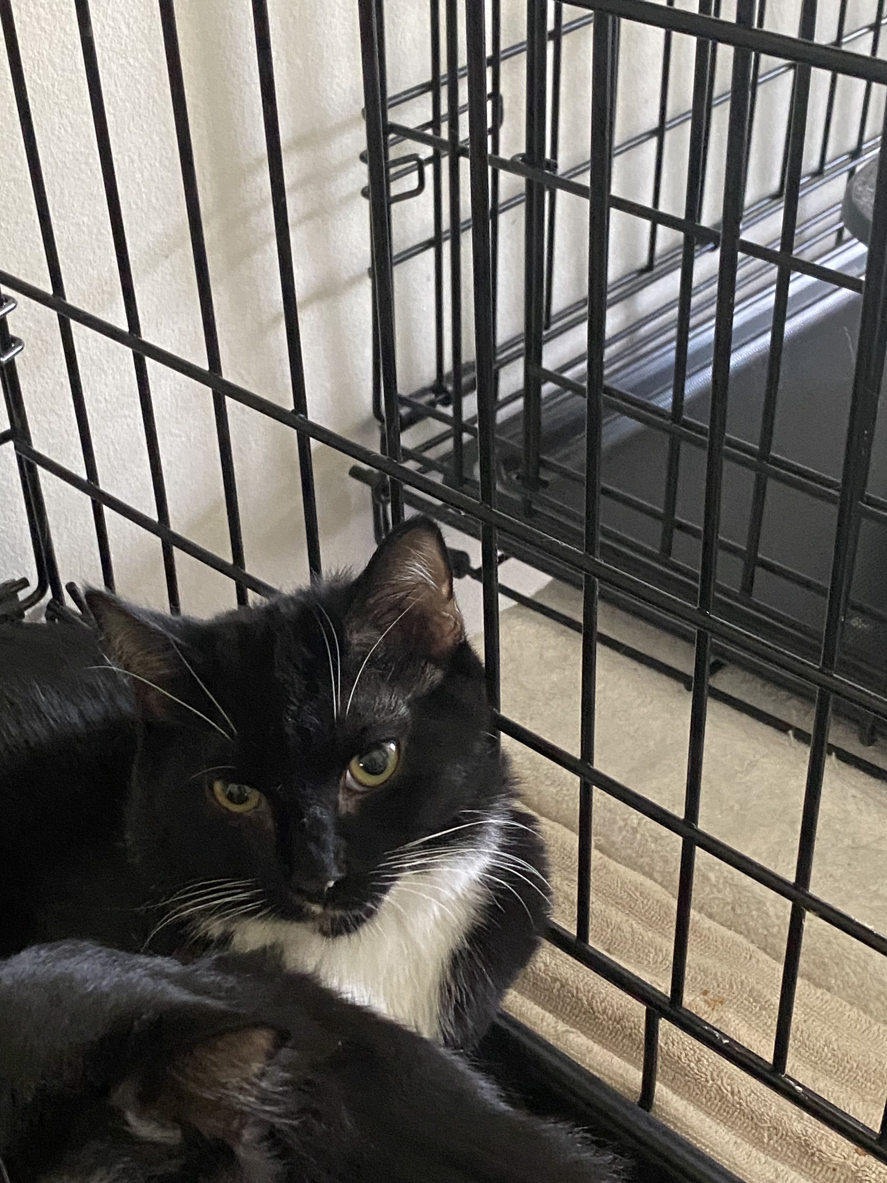 Mittie, an adoptable Domestic Short Hair in Pinson, AL, 35126 | Photo Image 2