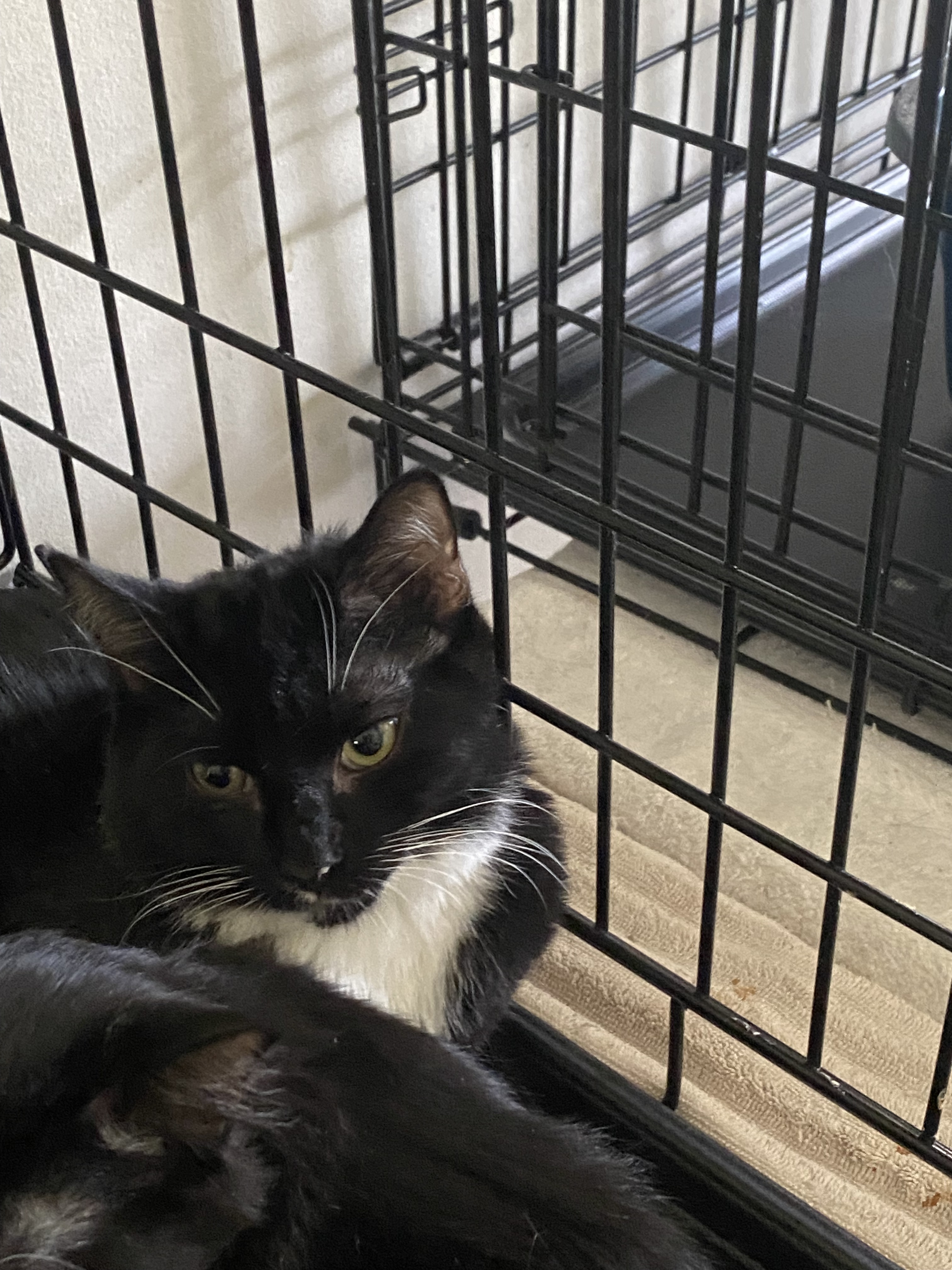 Mittie, an adoptable Domestic Short Hair in Pinson, AL, 35126 | Photo Image 3