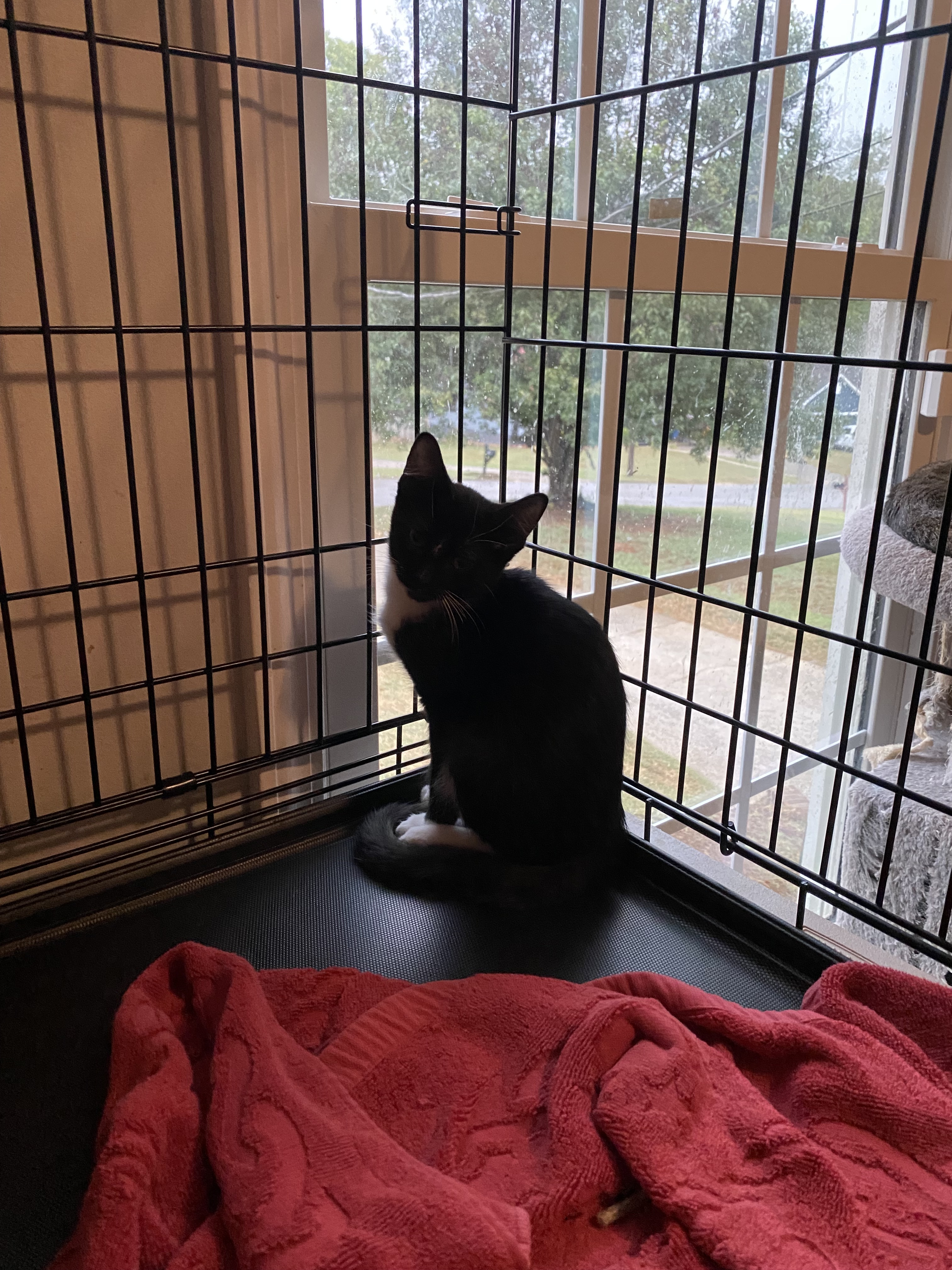 Mittie, an adoptable Domestic Short Hair in Pinson, AL, 35126 | Photo Image 4