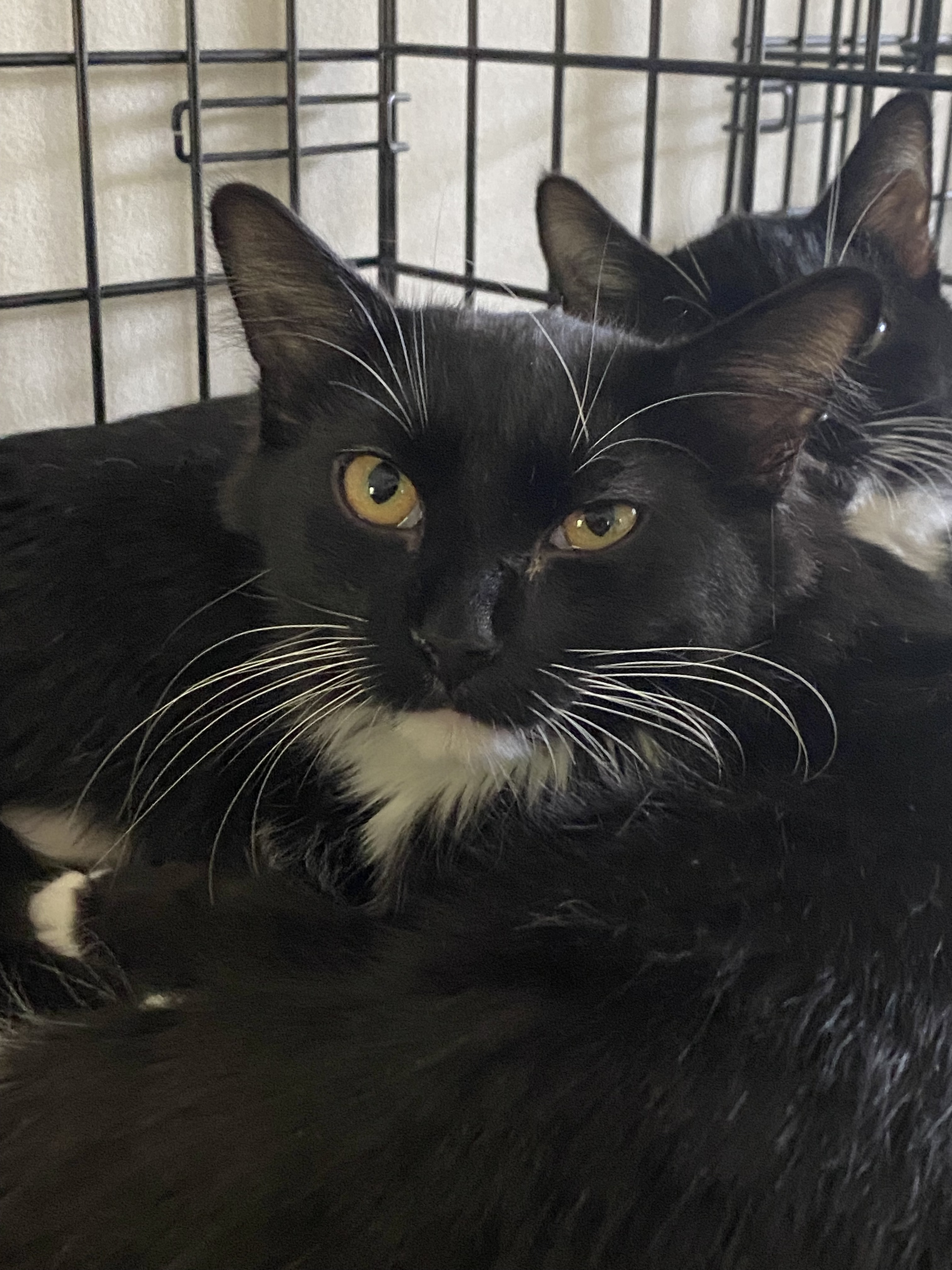 Walter, an adoptable Domestic Short Hair in Pinson, AL, 35126 | Photo Image 1