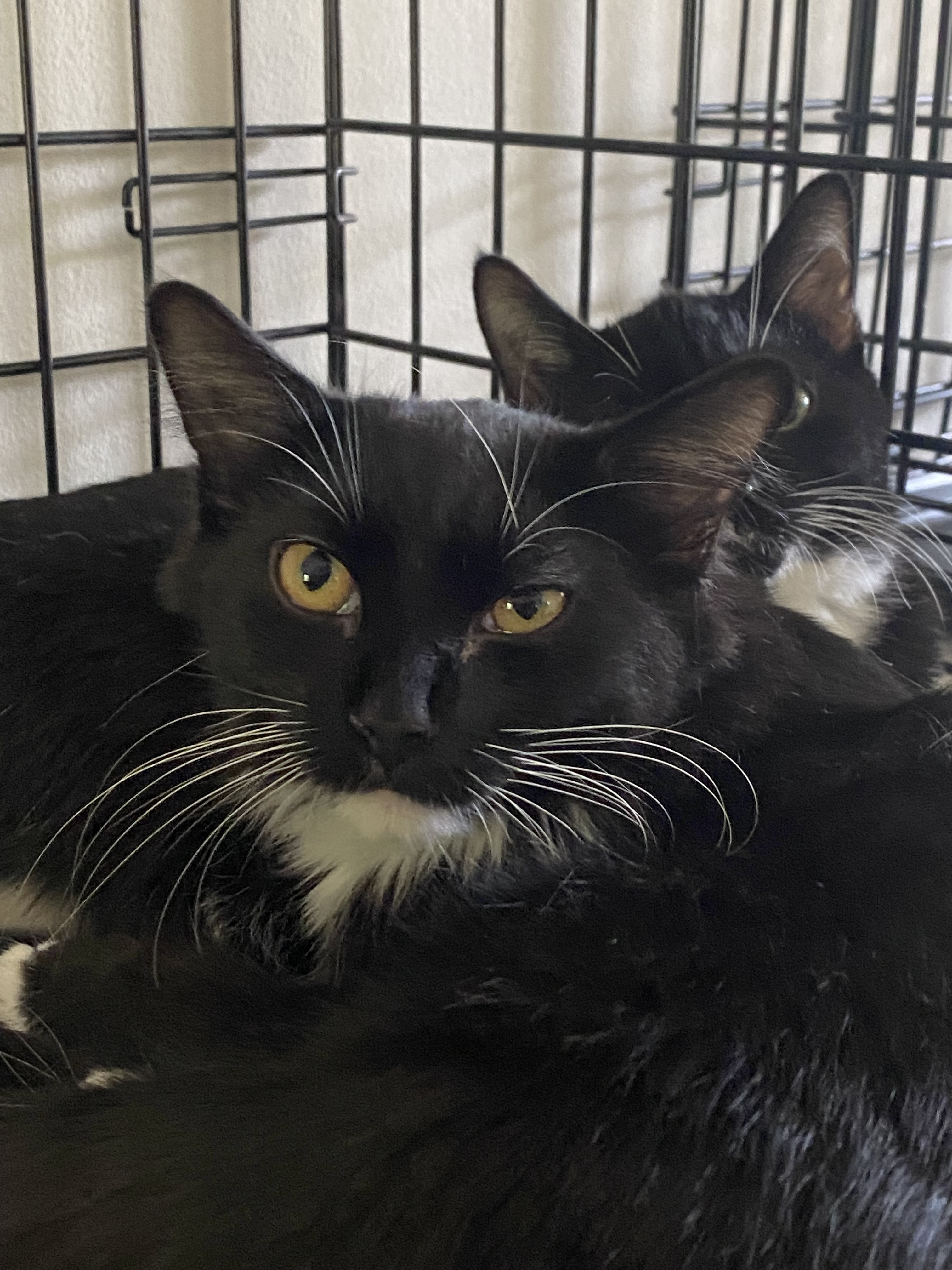 Walter, an adoptable Domestic Short Hair in Pinson, AL, 35126 | Photo Image 2
