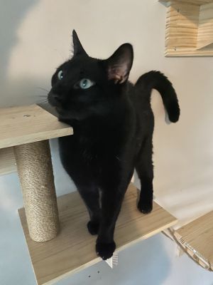 Rocky, Adult Male Domestic Short Hair