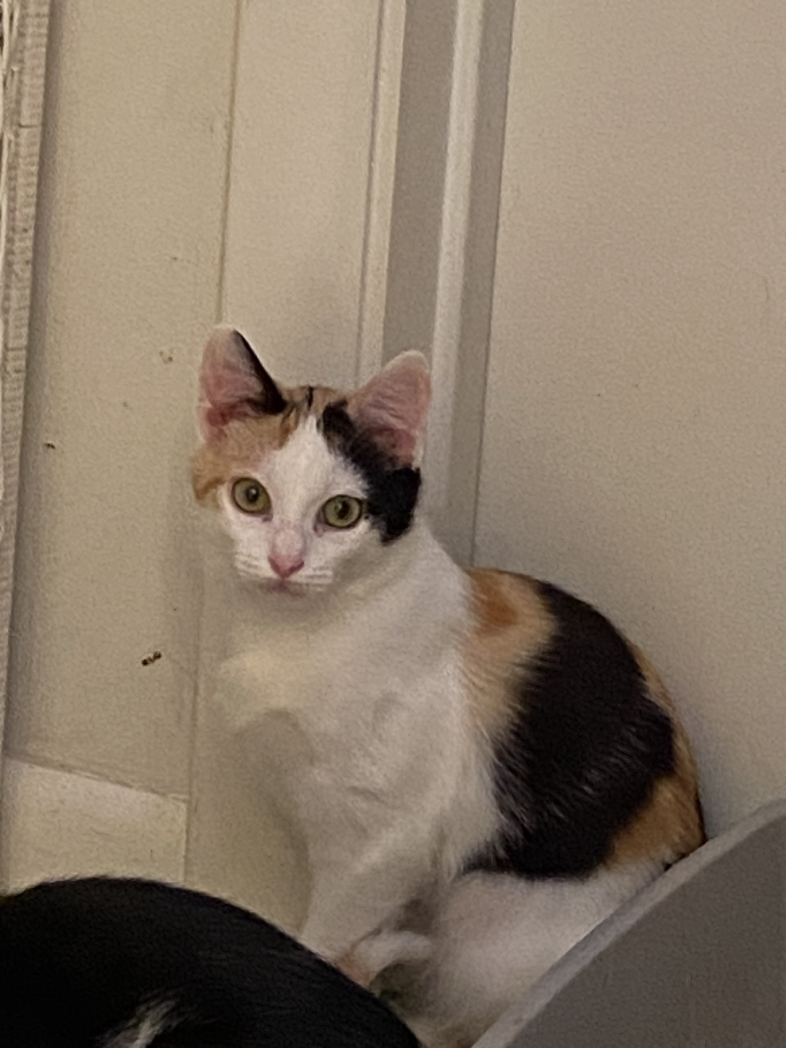 Indie, an adoptable Domestic Short Hair in Pinson, AL, 35126 | Photo Image 1