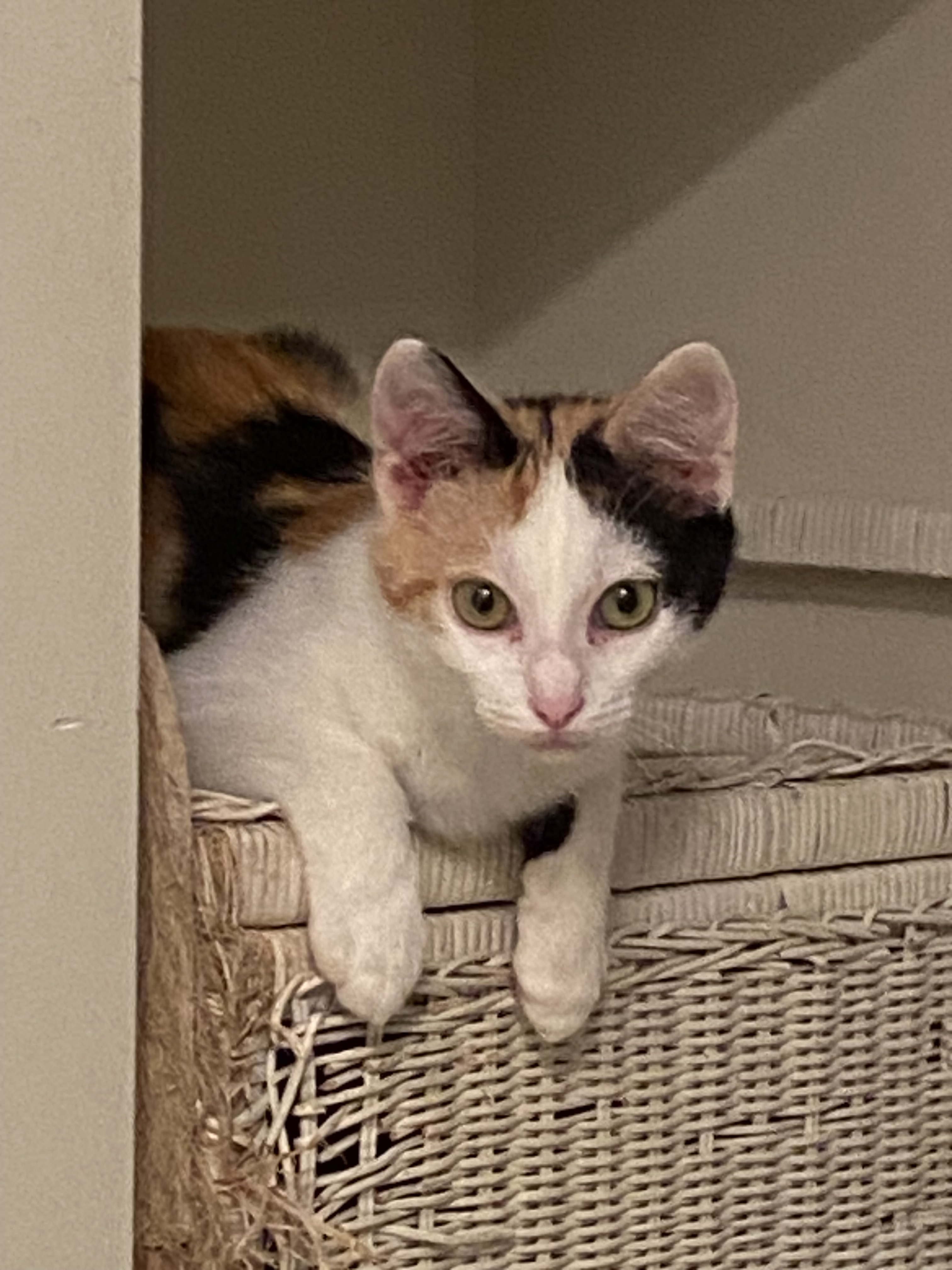 Indie, an adoptable Domestic Short Hair in Pinson, AL, 35126 | Photo Image 2