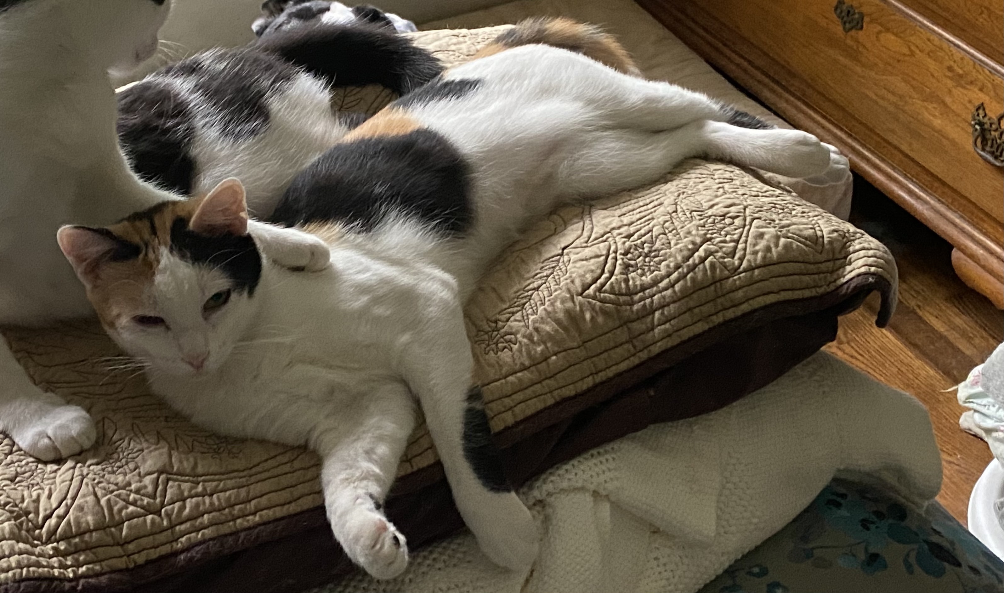 Indie, an adoptable Domestic Short Hair in Pinson, AL, 35126 | Photo Image 3