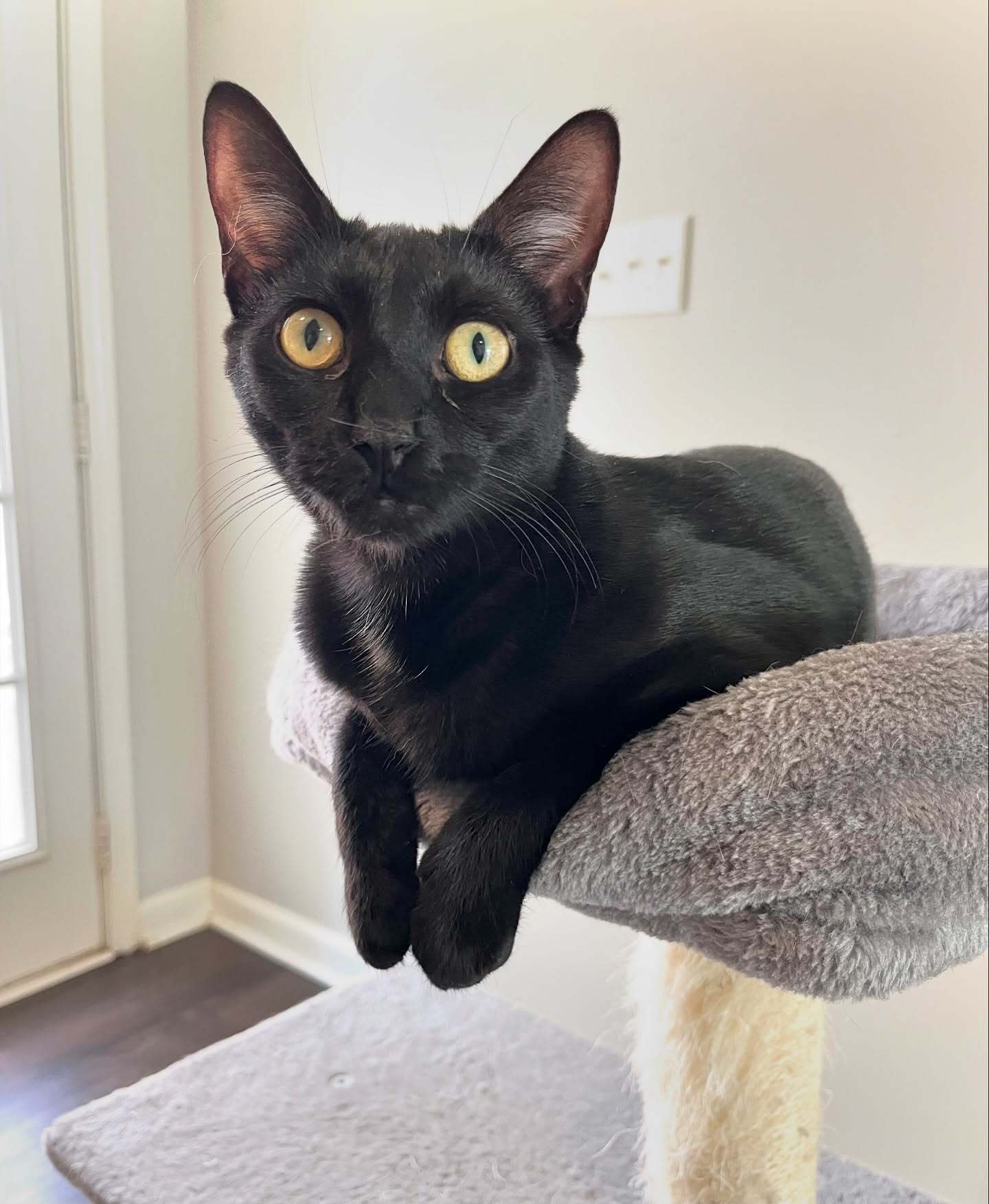 Oscar, an adoptable Domestic Short Hair in Pinson, AL, 35126 | Photo Image 1