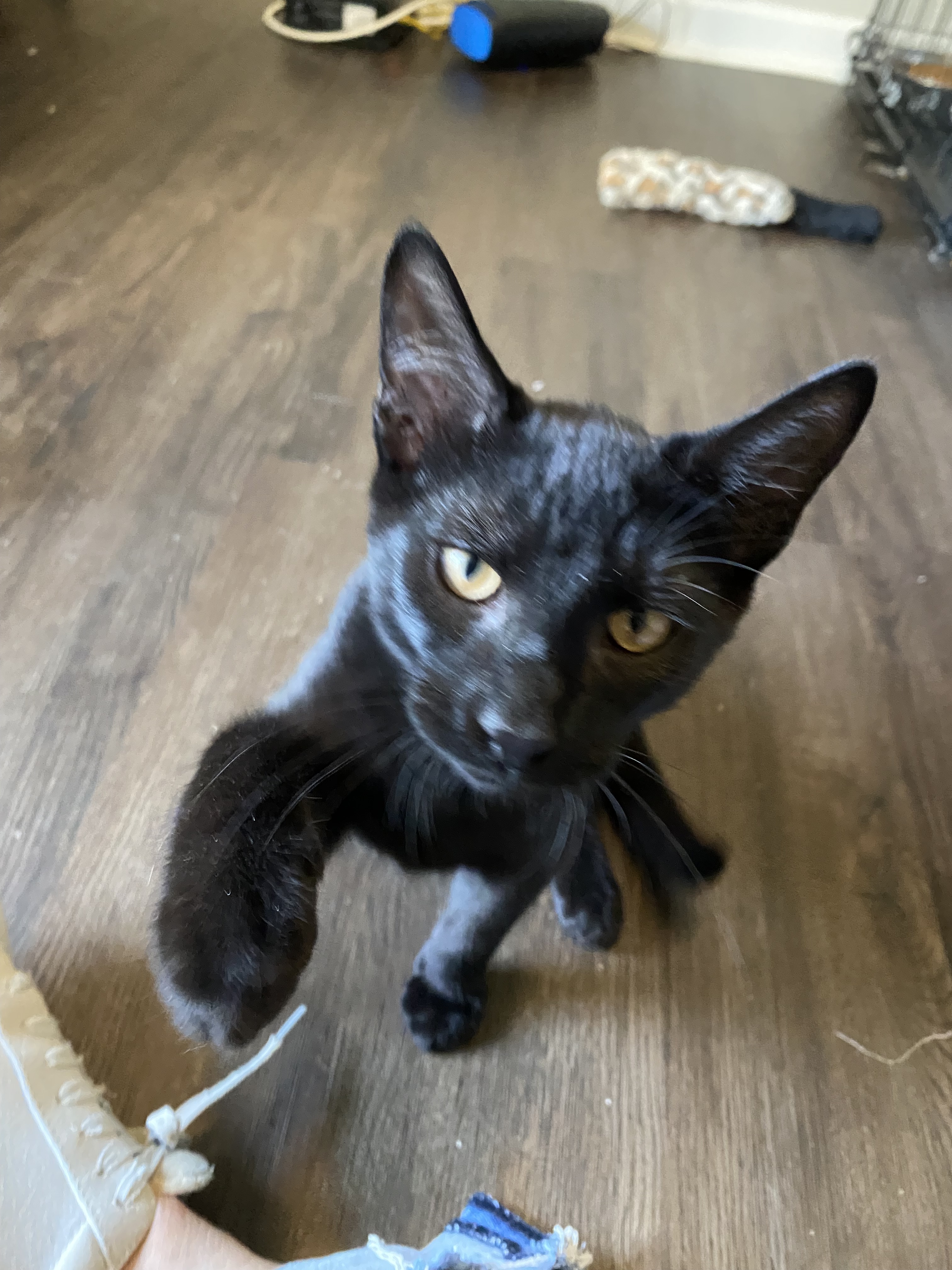 Oscar, an adoptable Domestic Short Hair in Pinson, AL, 35126 | Photo Image 2