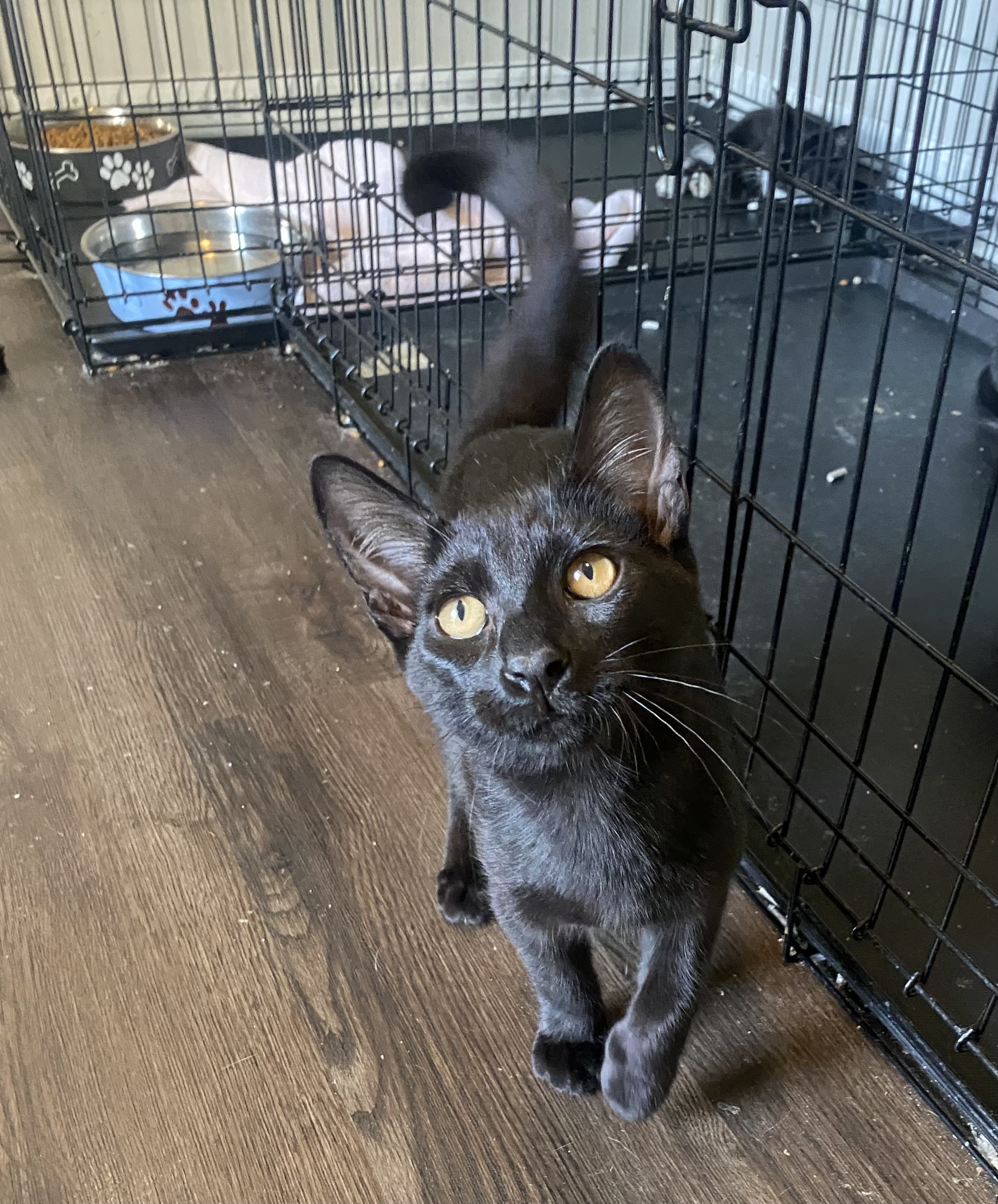 Oscar, an adoptable Domestic Short Hair in Pinson, AL, 35126 | Photo Image 3