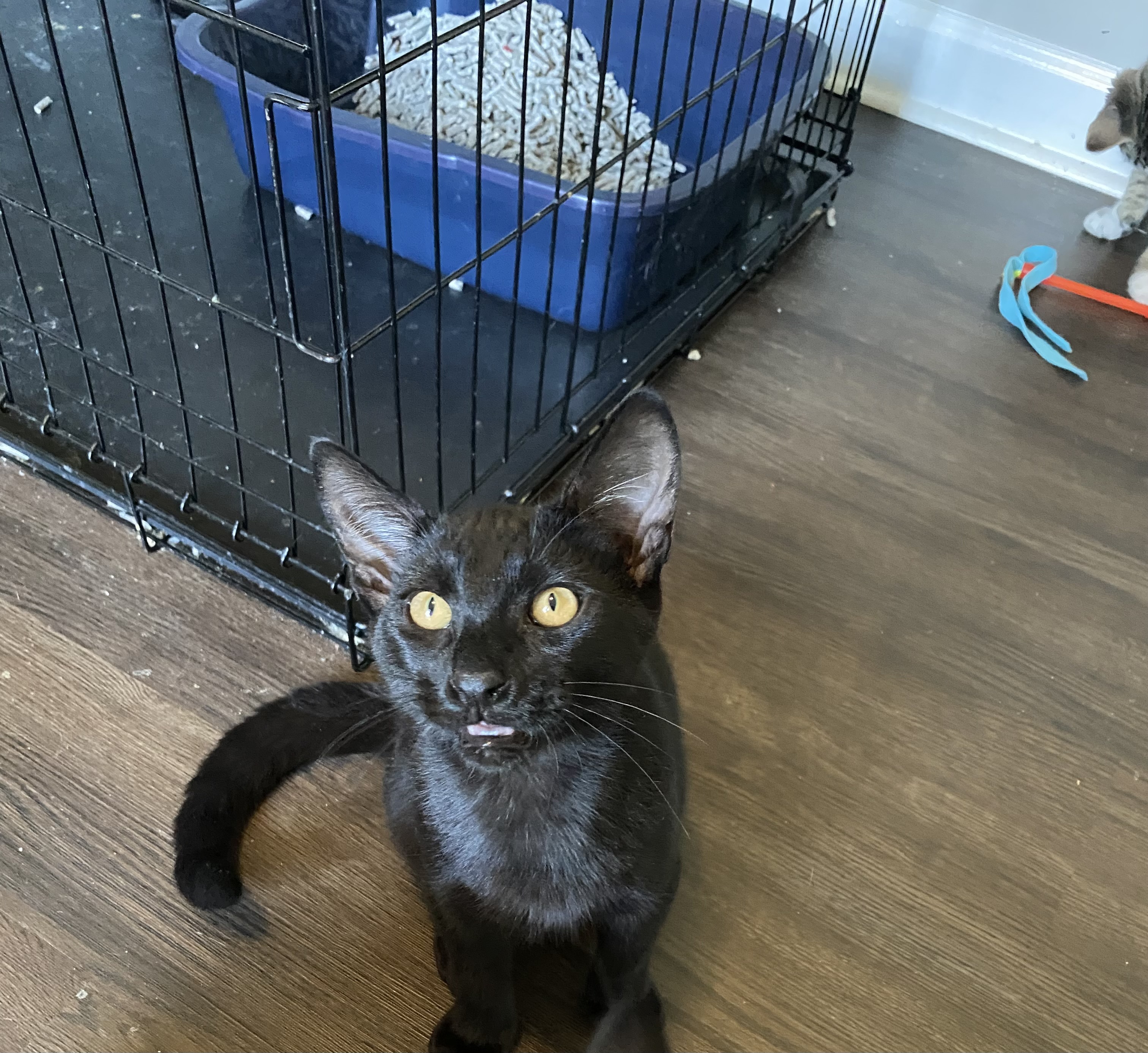 Oscar, an adoptable Domestic Short Hair in Pinson, AL, 35126 | Photo Image 4