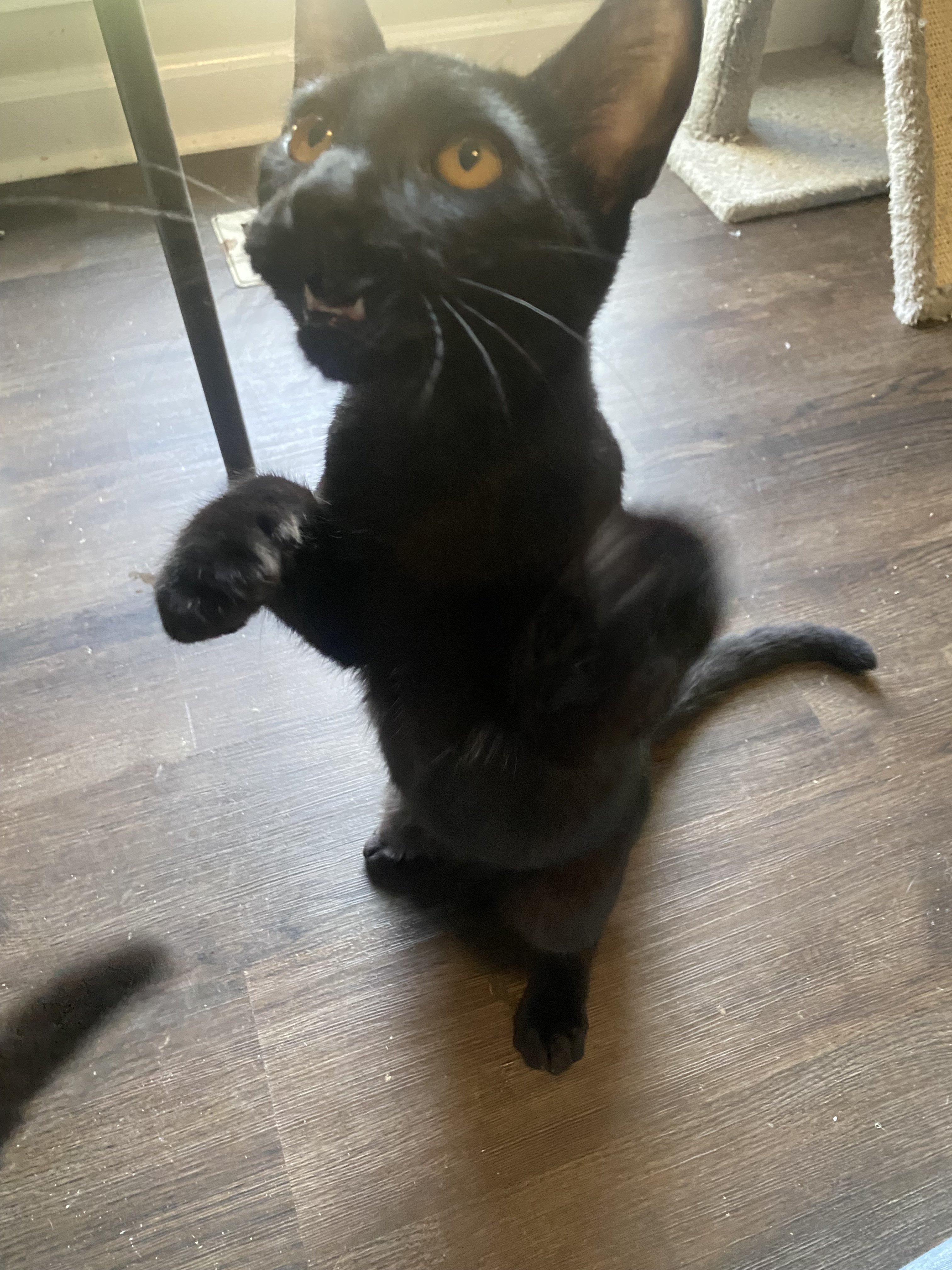 Oscar, an adoptable Domestic Short Hair in Pinson, AL, 35126 | Photo Image 5