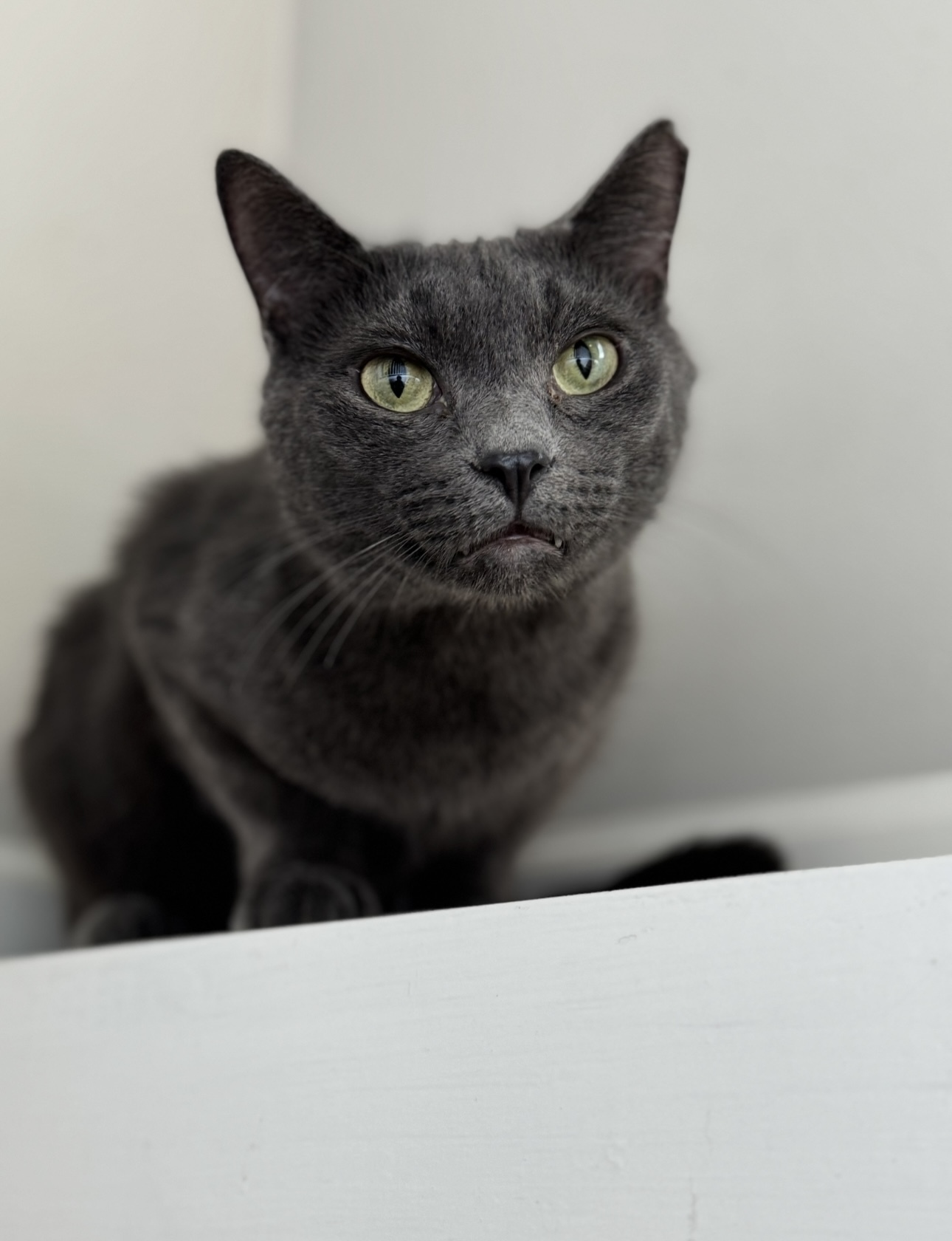 Baloo, an adoptable Russian Blue in Pinson, AL, 35126 | Photo Image 1