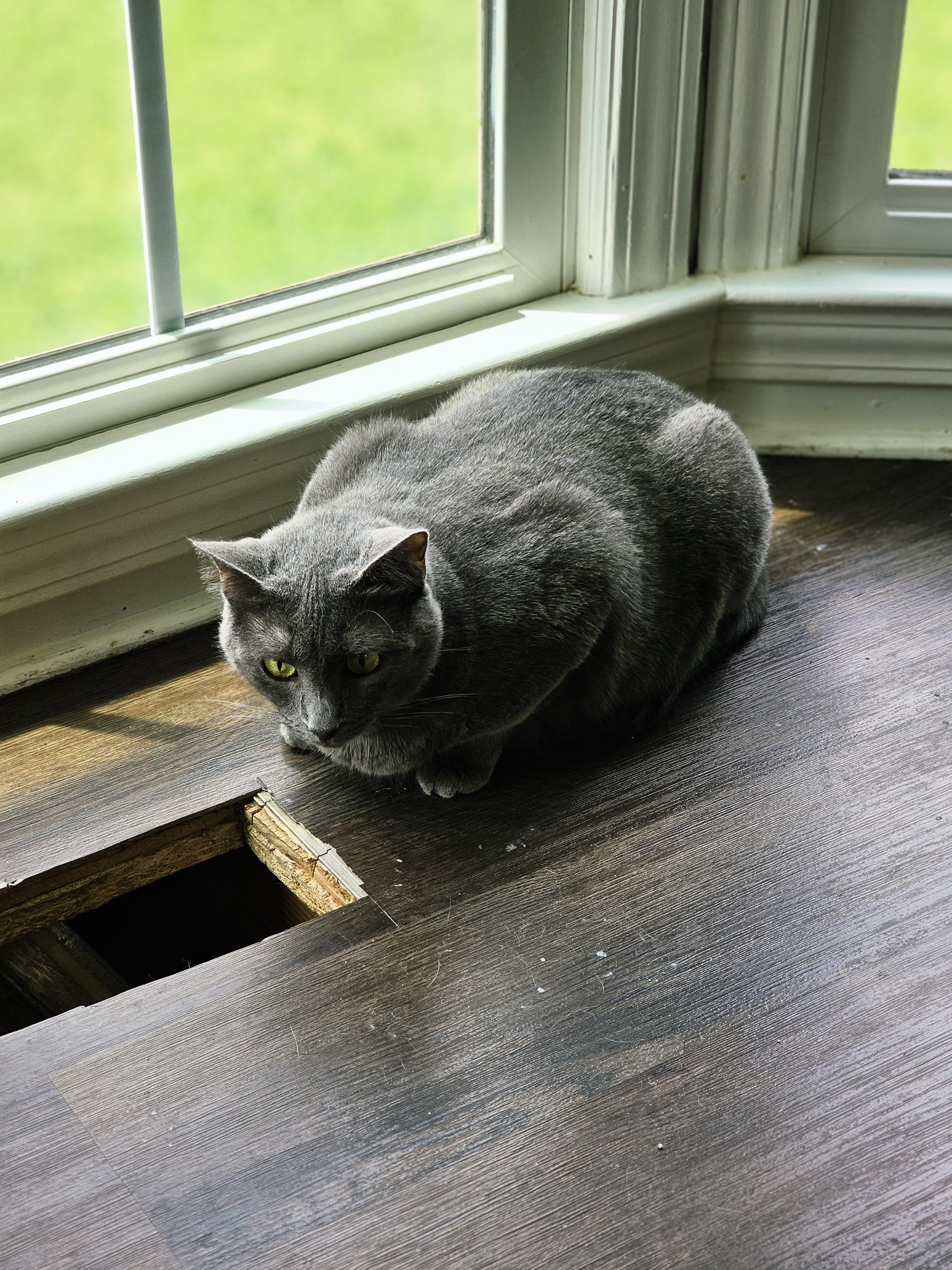 Baloo, an adoptable Russian Blue in Pinson, AL, 35126 | Photo Image 2