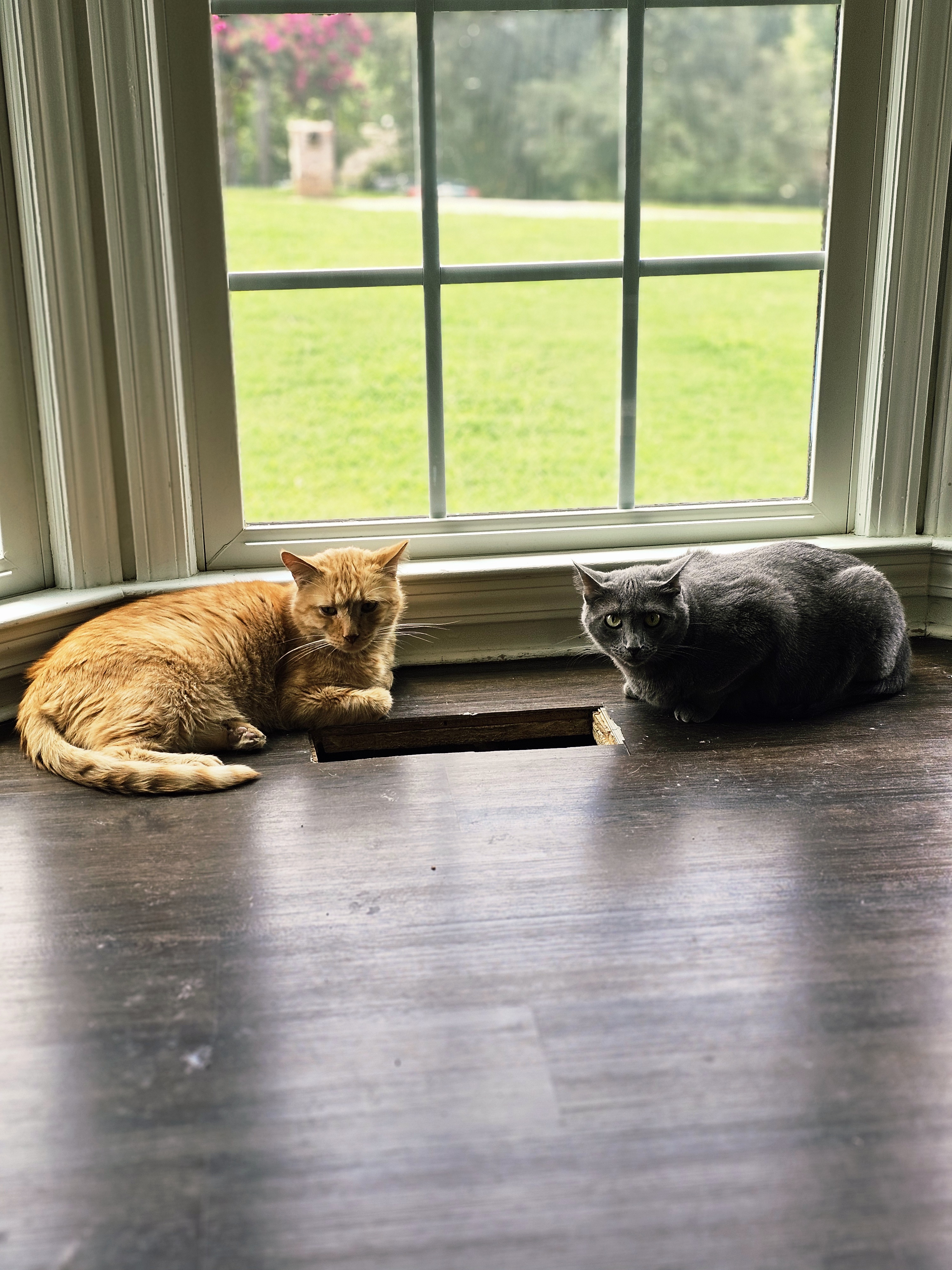 Baloo, an adoptable Russian Blue in Pinson, AL, 35126 | Photo Image 3