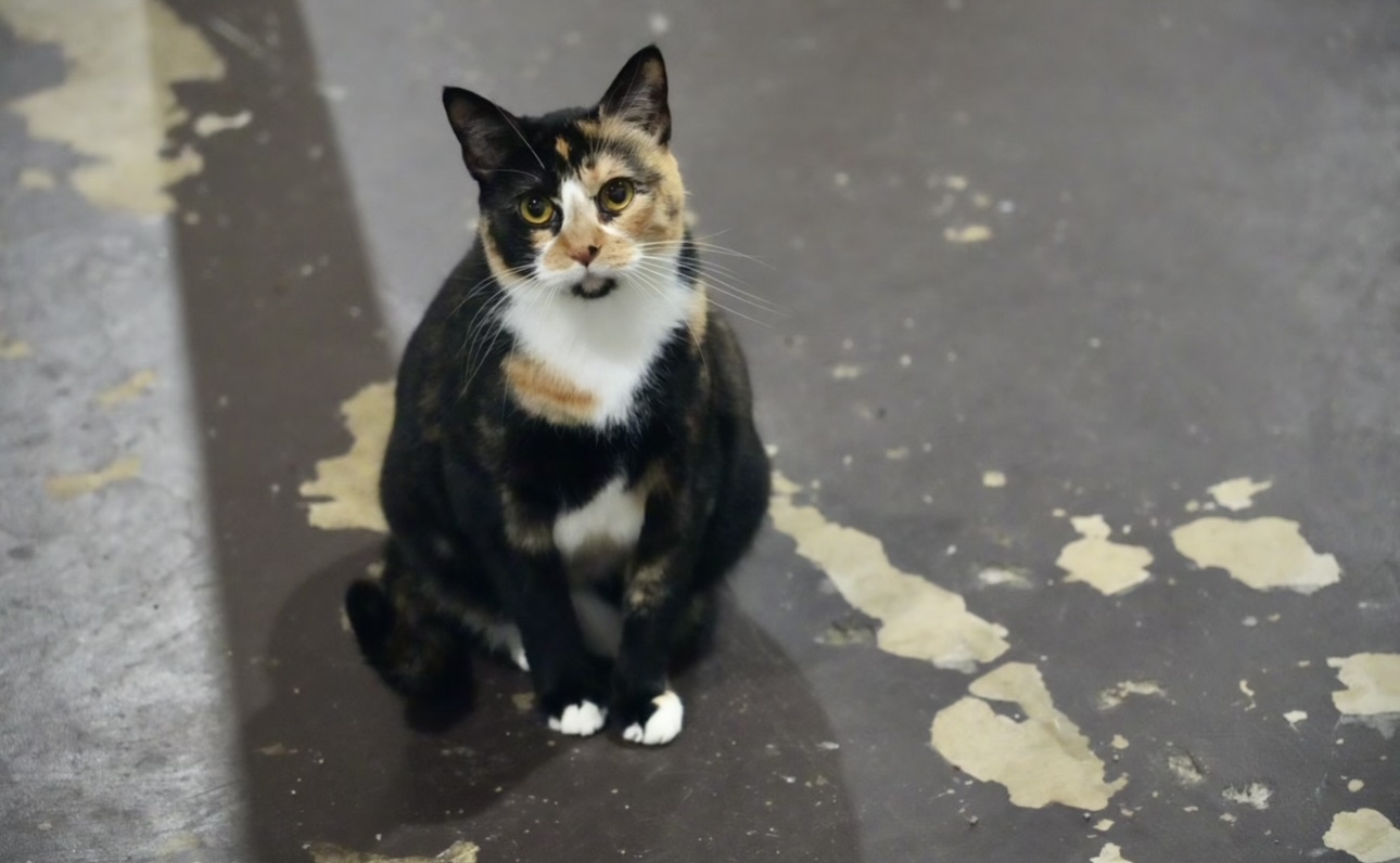 Emmaline, an adoptable Domestic Short Hair in Pinson, AL, 35126 | Photo Image 1