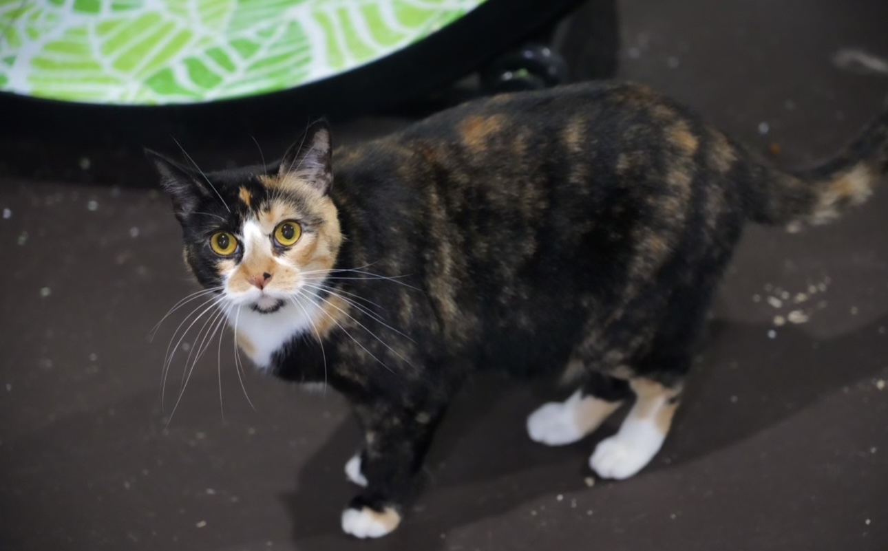 Emmaline, an adoptable Domestic Short Hair in Pinson, AL, 35126 | Photo Image 2