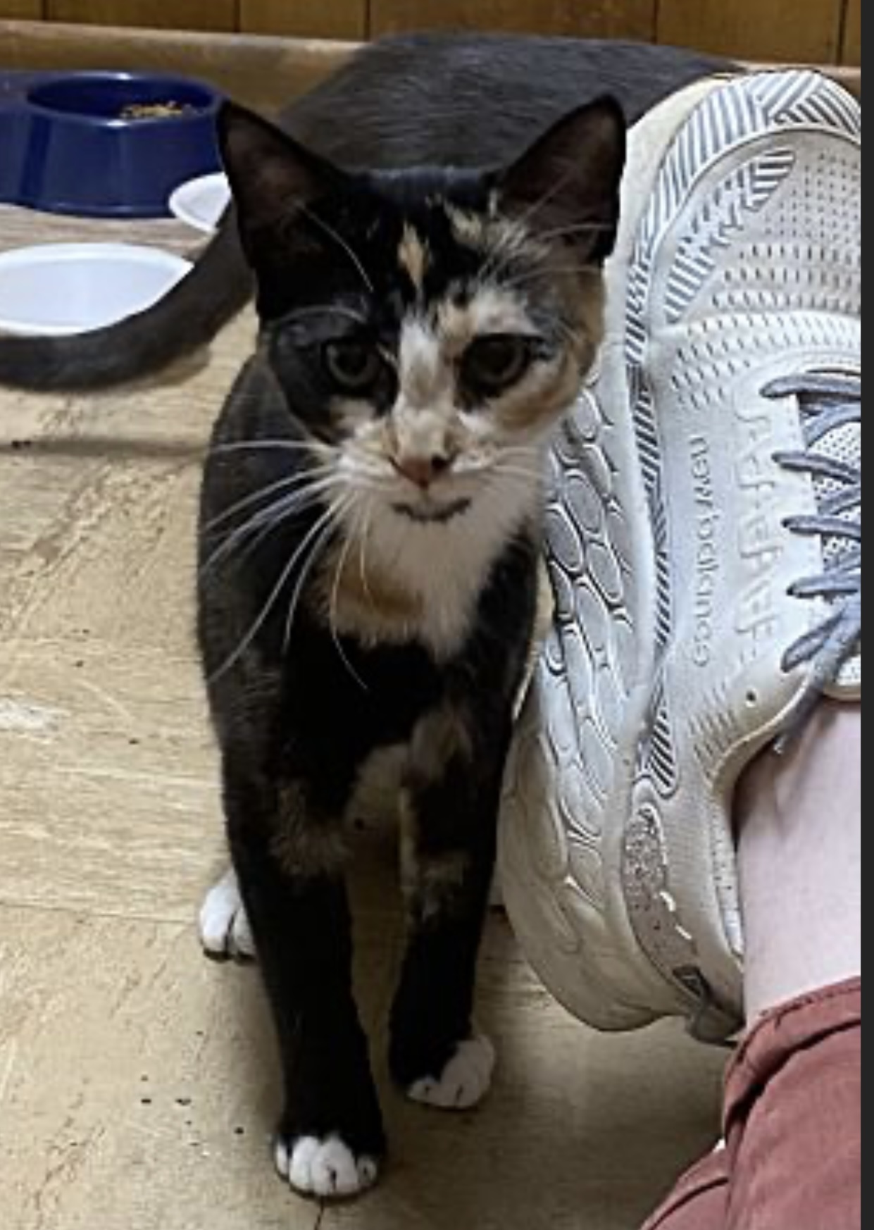 Emmaline, an adoptable Domestic Short Hair in Pinson, AL, 35126 | Photo Image 3