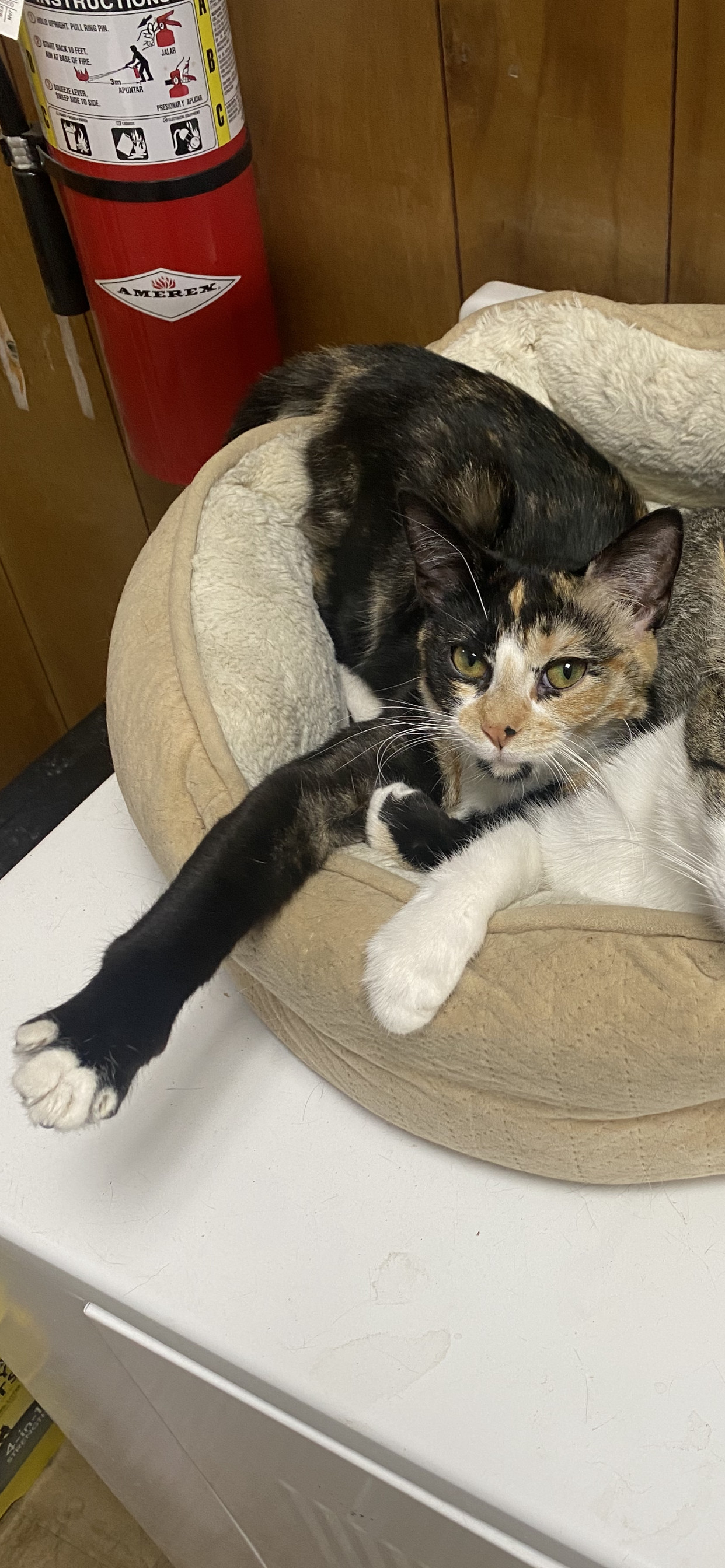 Emmaline, an adoptable Domestic Short Hair in Pinson, AL, 35126 | Photo Image 4