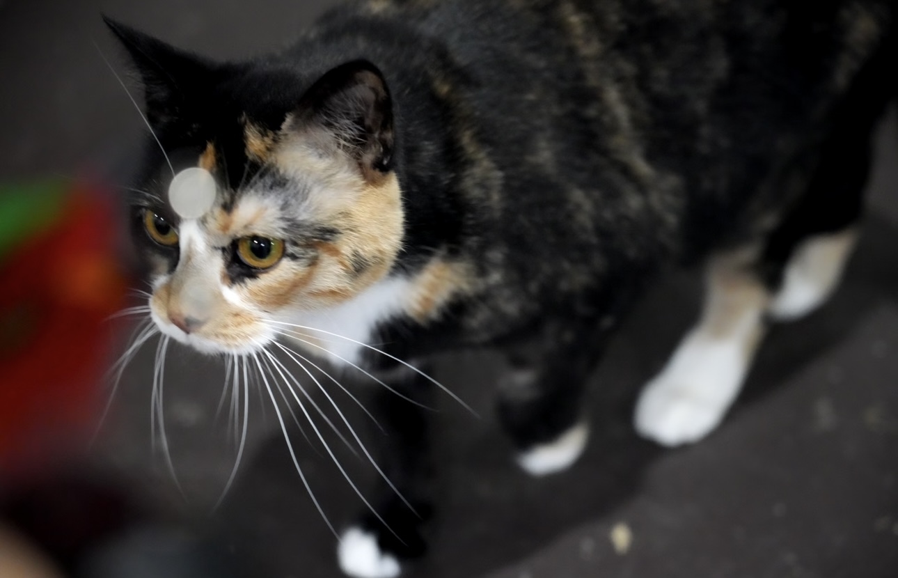 Emmaline, an adoptable Domestic Short Hair in Pinson, AL, 35126 | Photo Image 5