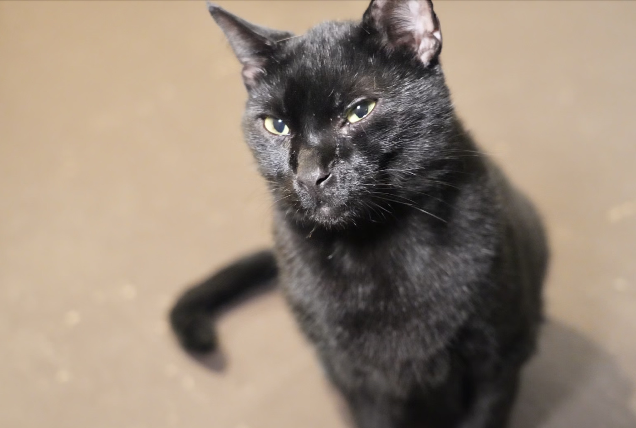 Smoke, an adoptable Domestic Short Hair in Pinson, AL, 35126 | Photo Image 1